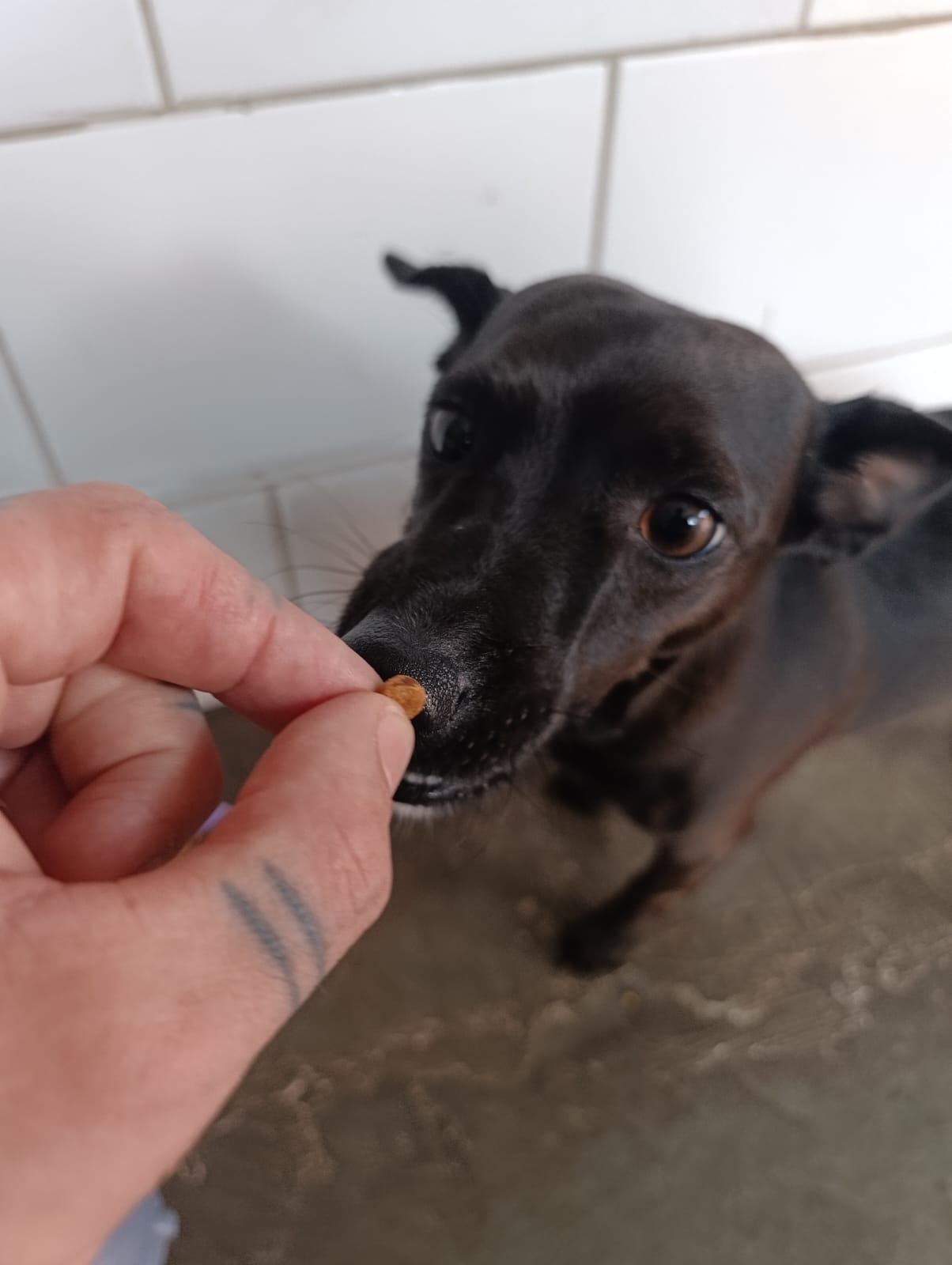 Capitu