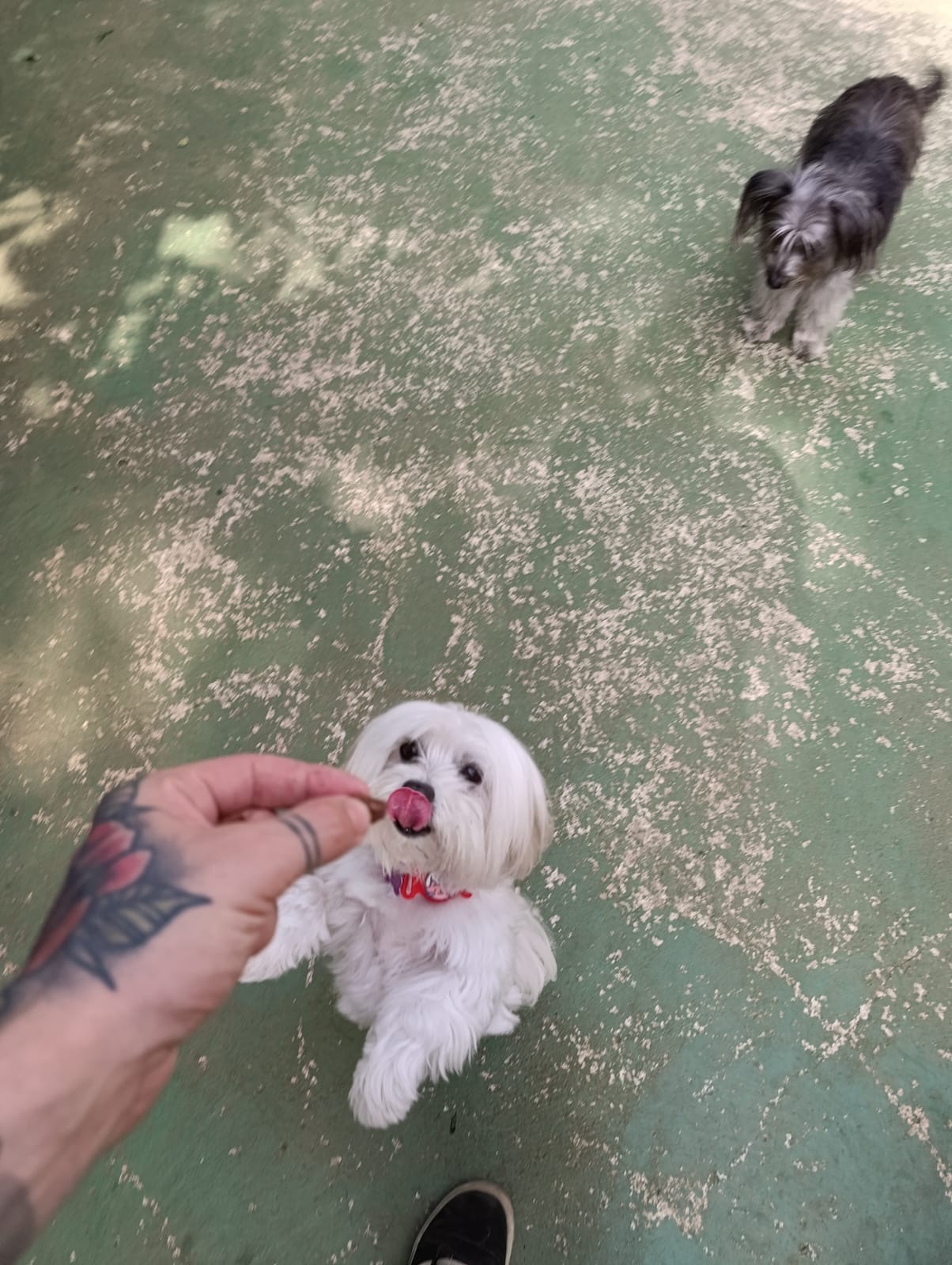 Buny Bigodinho