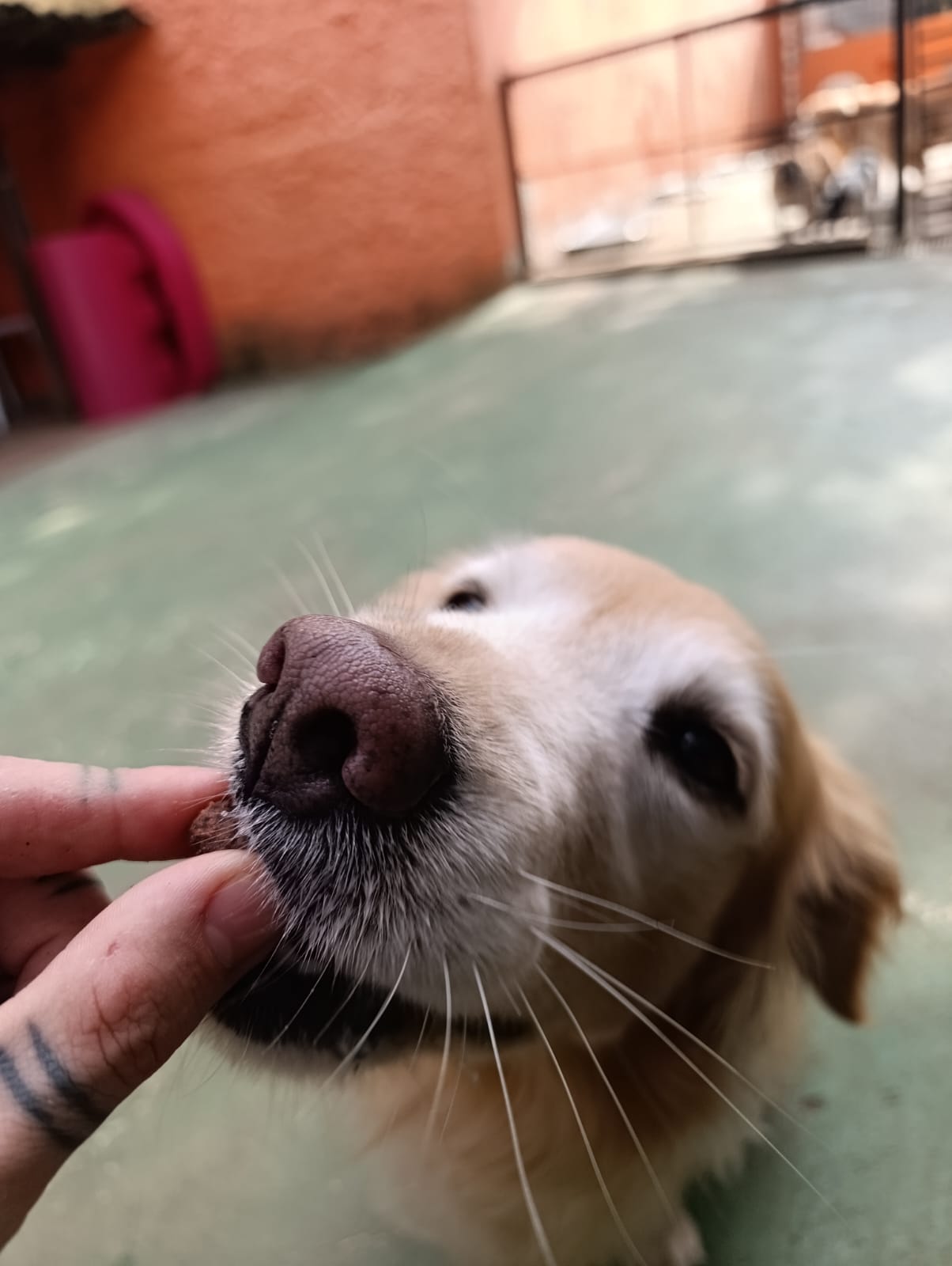 Tequila