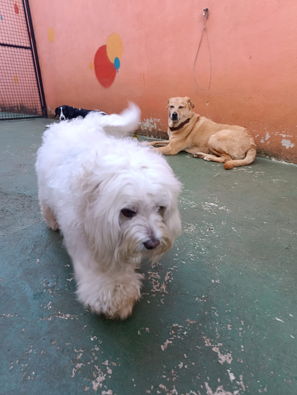 Stark e Zecao
