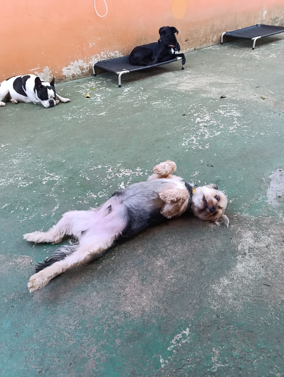 Cansado