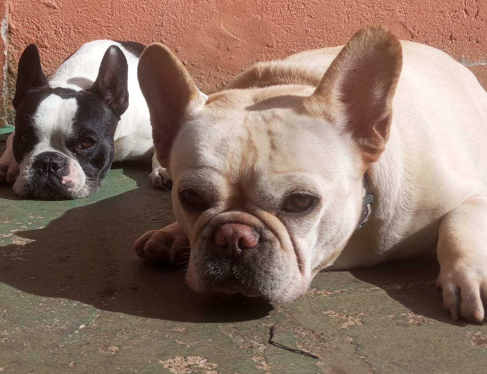 absorvendo vitamina D