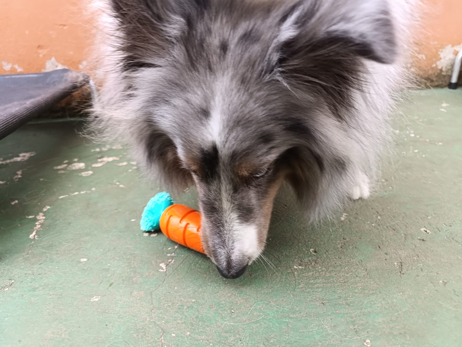 Duke