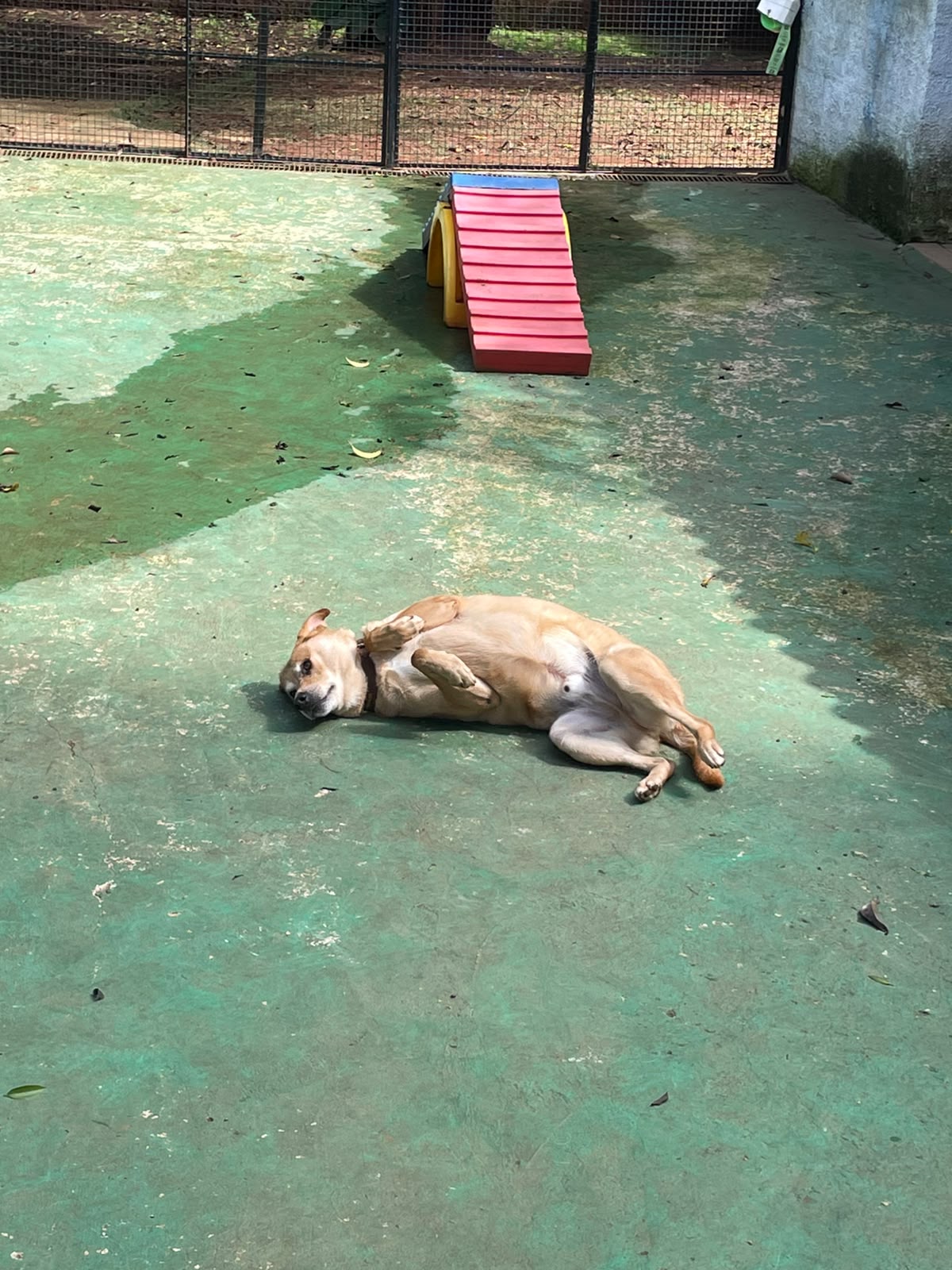 zecão cansado