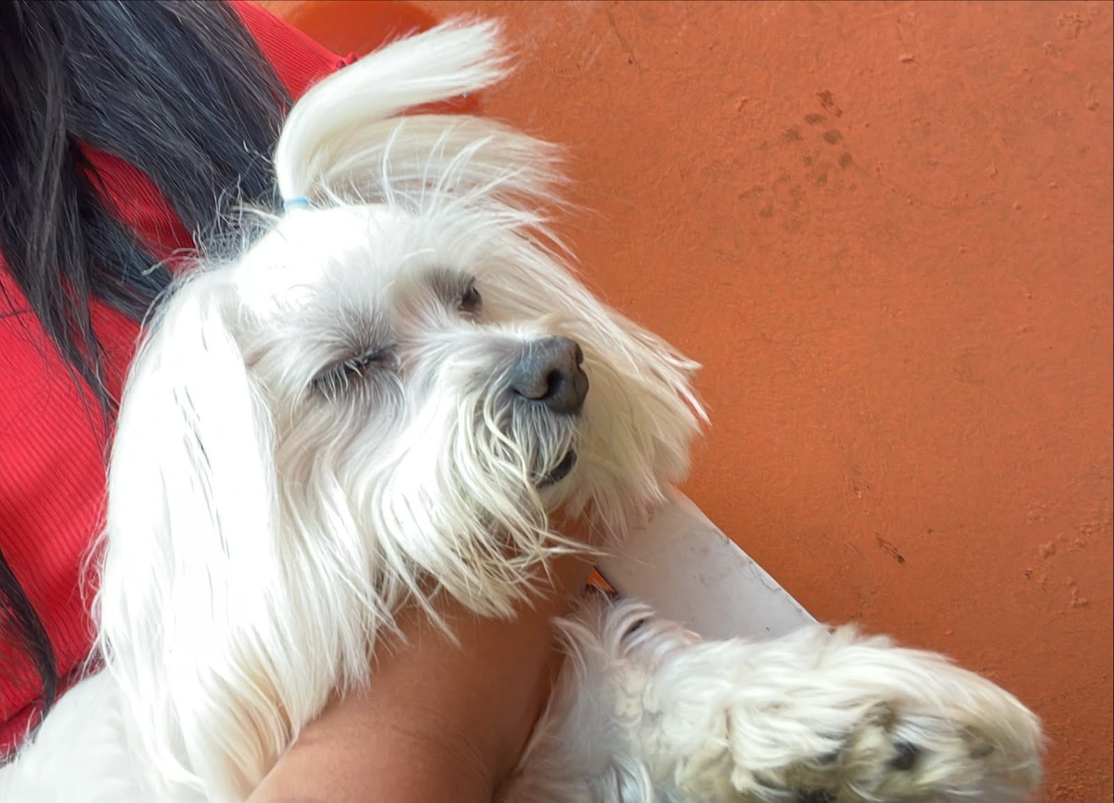 Destaque de Buny