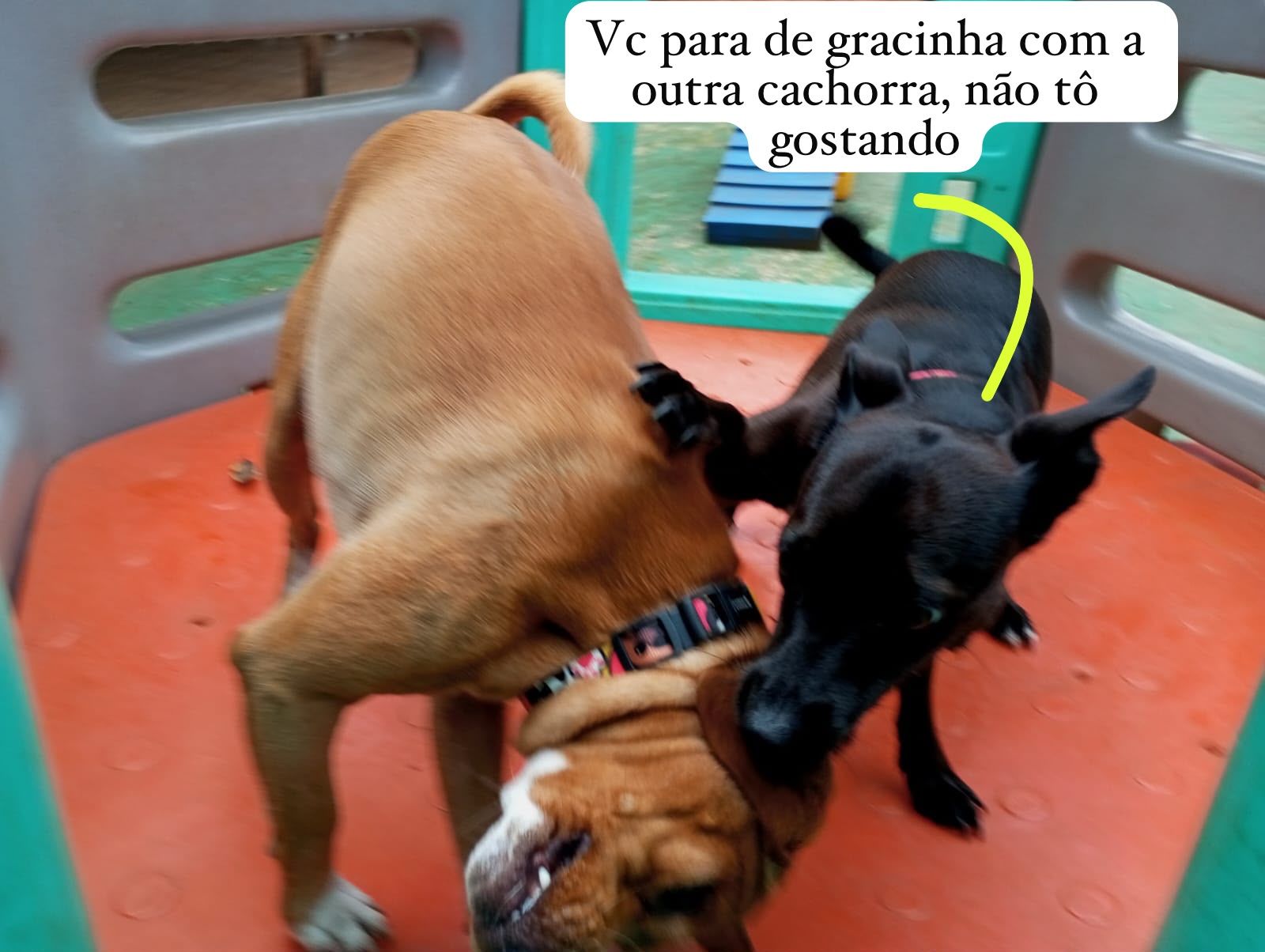 Destaque de Capitu