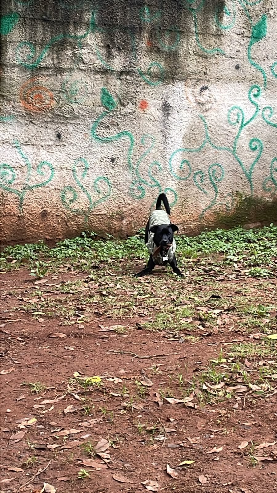 Foto do dia 17/09/2026 16:11  na clínica Animal House