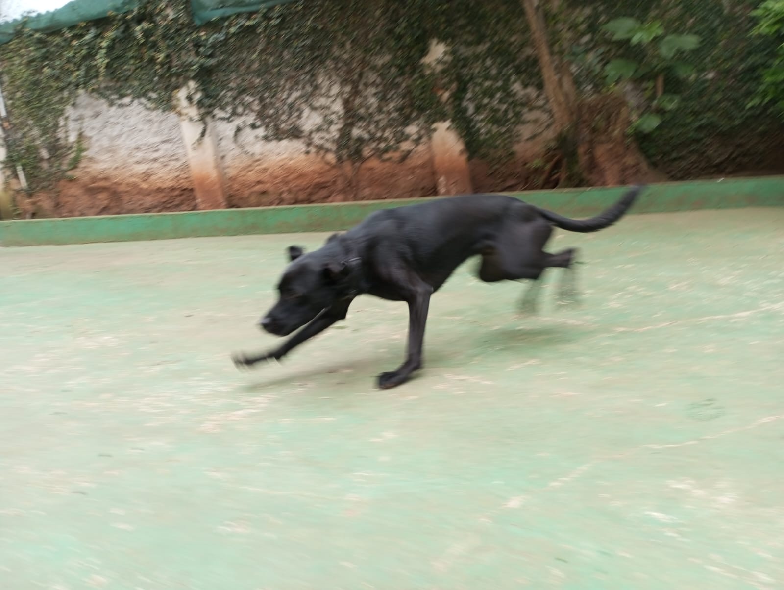 Foto do dia 28/09/2026 10:18  na clínica Animal House