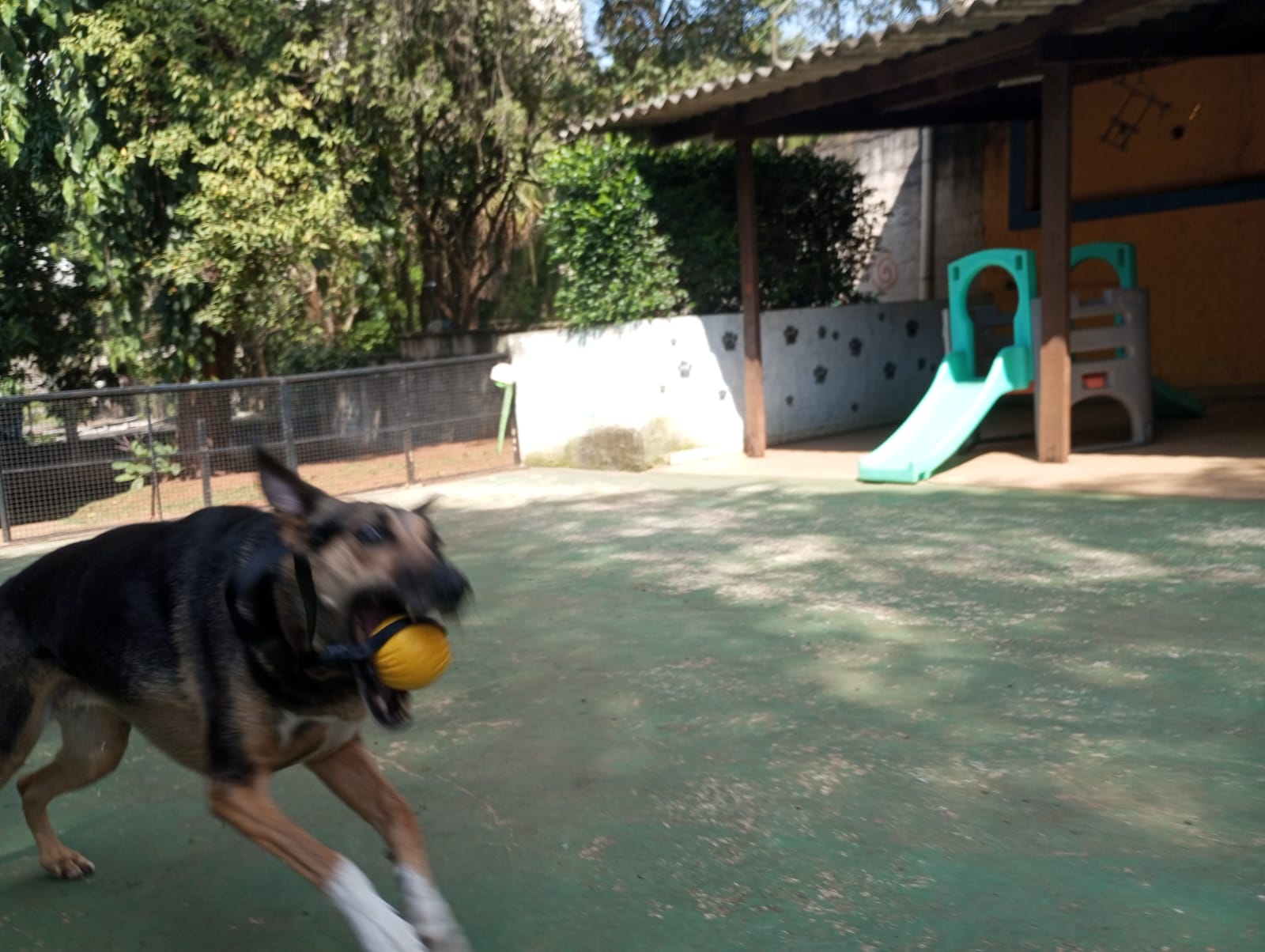Foto do dia 30/09/2026 09:54  na clínica Animal House