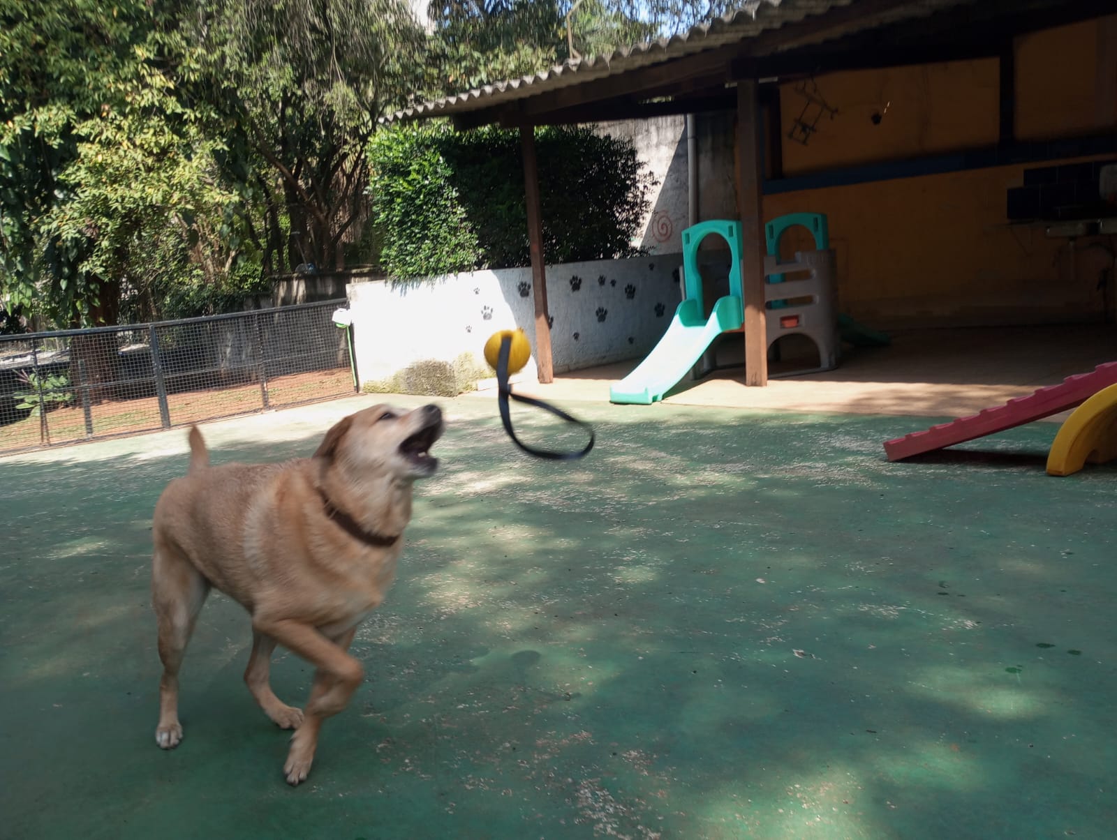 Foto do dia 30/09/2026 09:54  na clínica Animal House