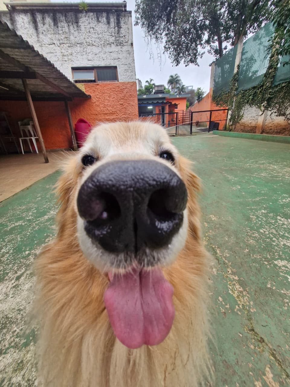 Foto do dia 02/10/2026 17:29  na clínica Animal House