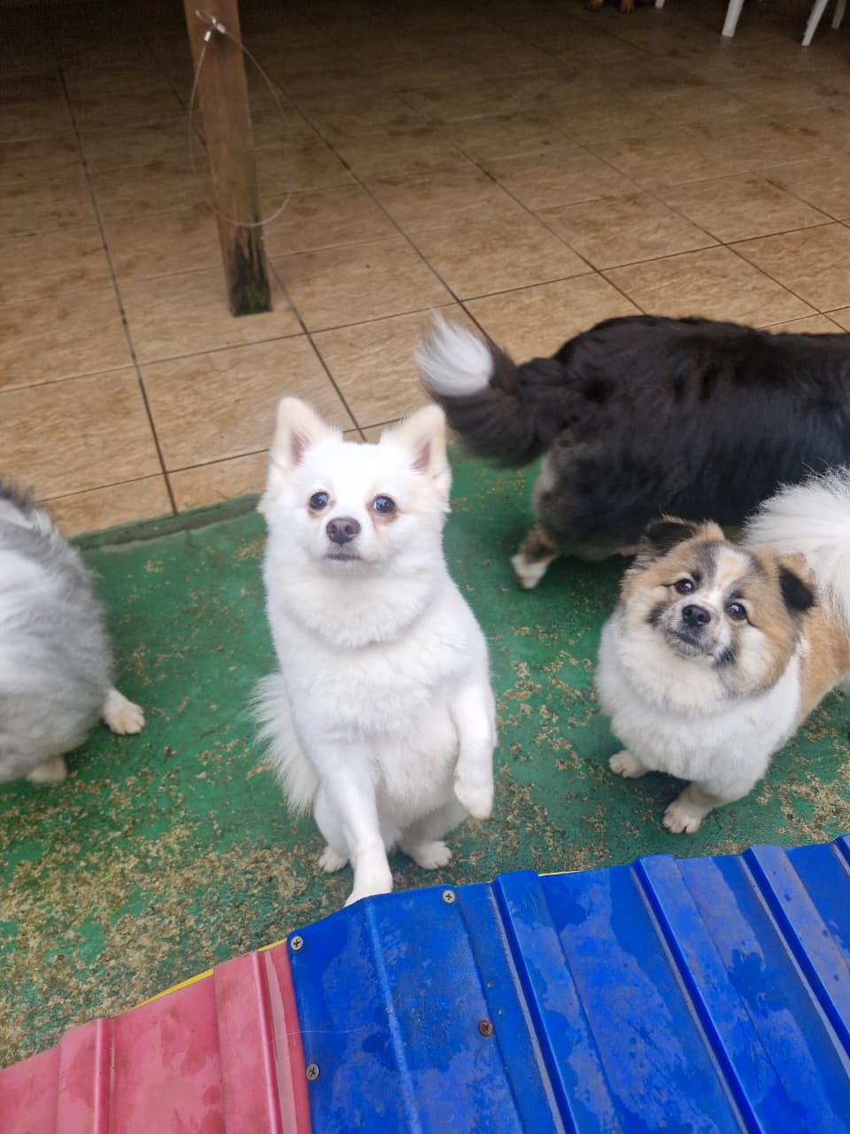 Luna e Beethoven