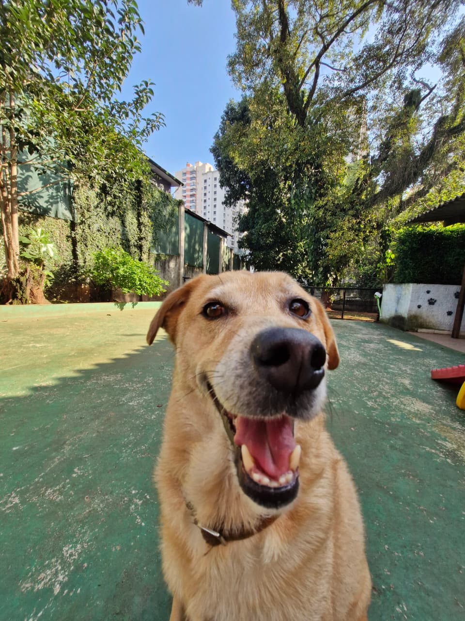 Zeca