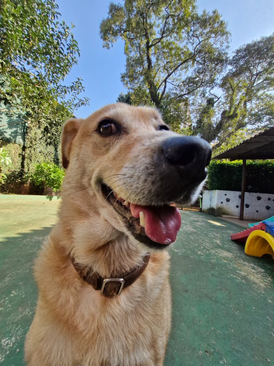 Zeca