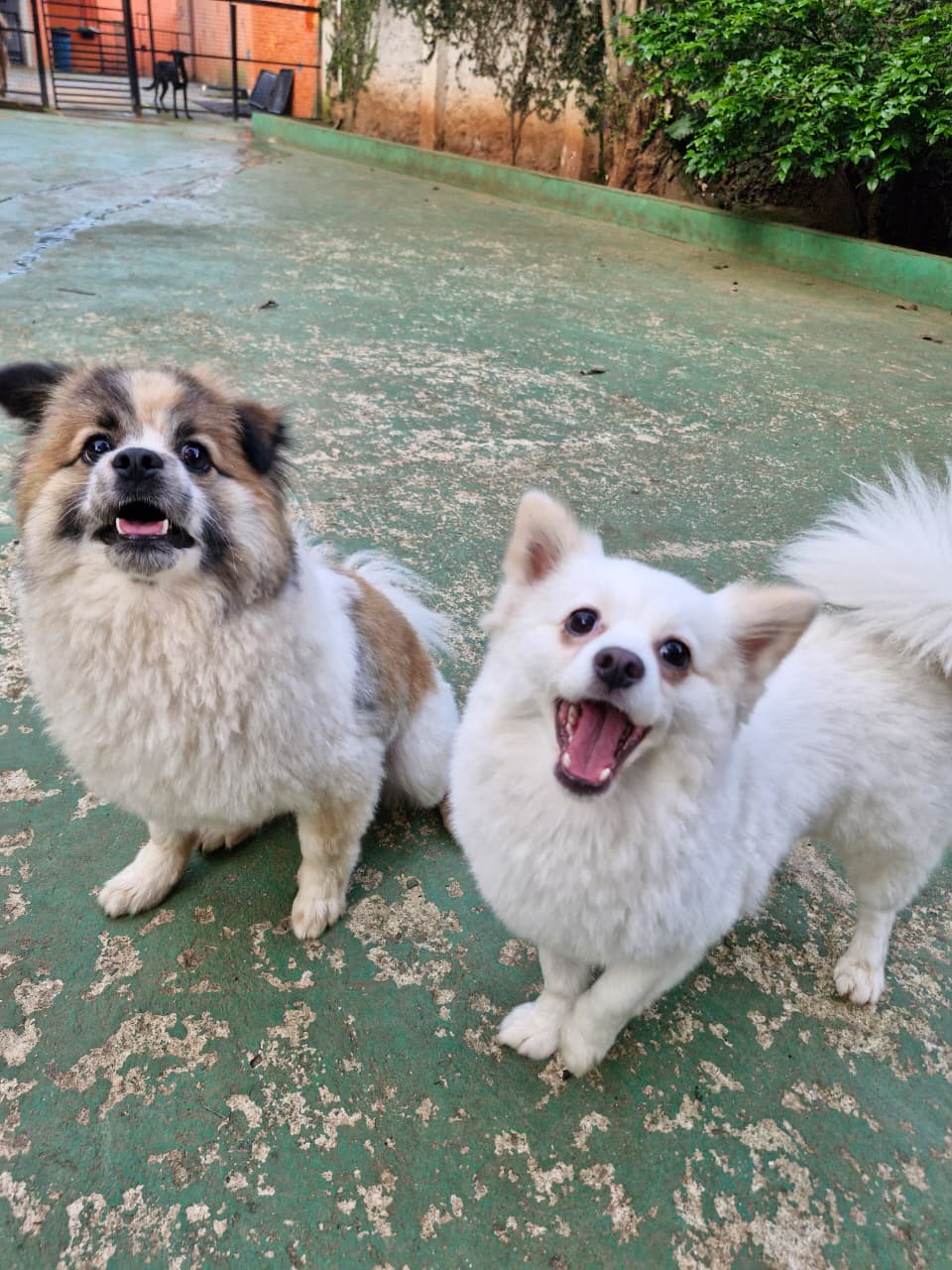 Beethoven e luna