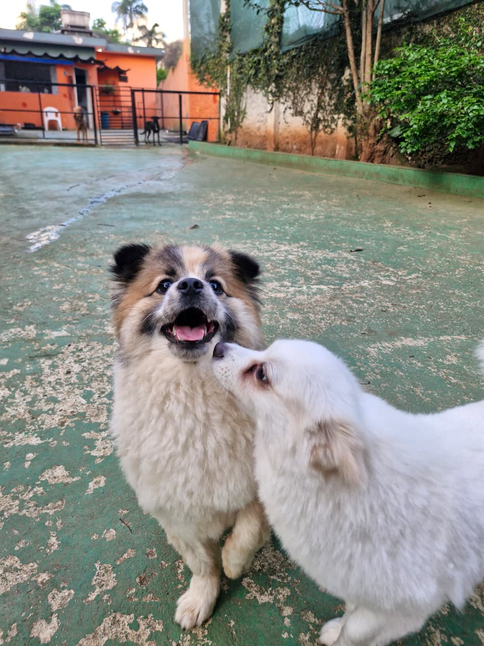 Beethoven e luna