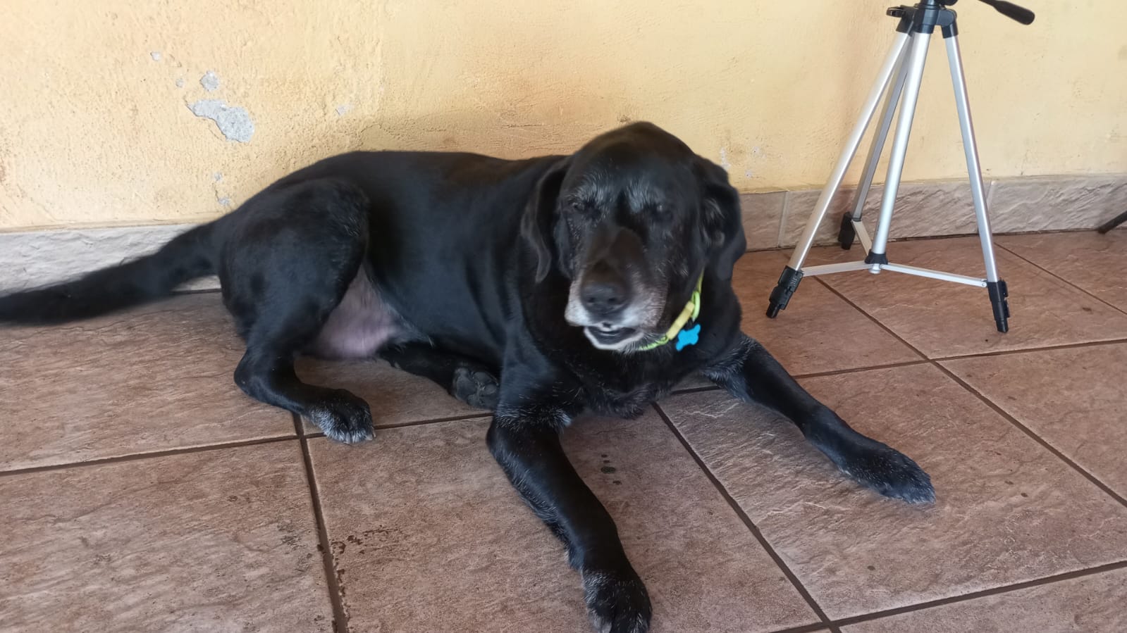 @125348704432148 não gosta da mangueira mas não nega um chão molhado fresquinho