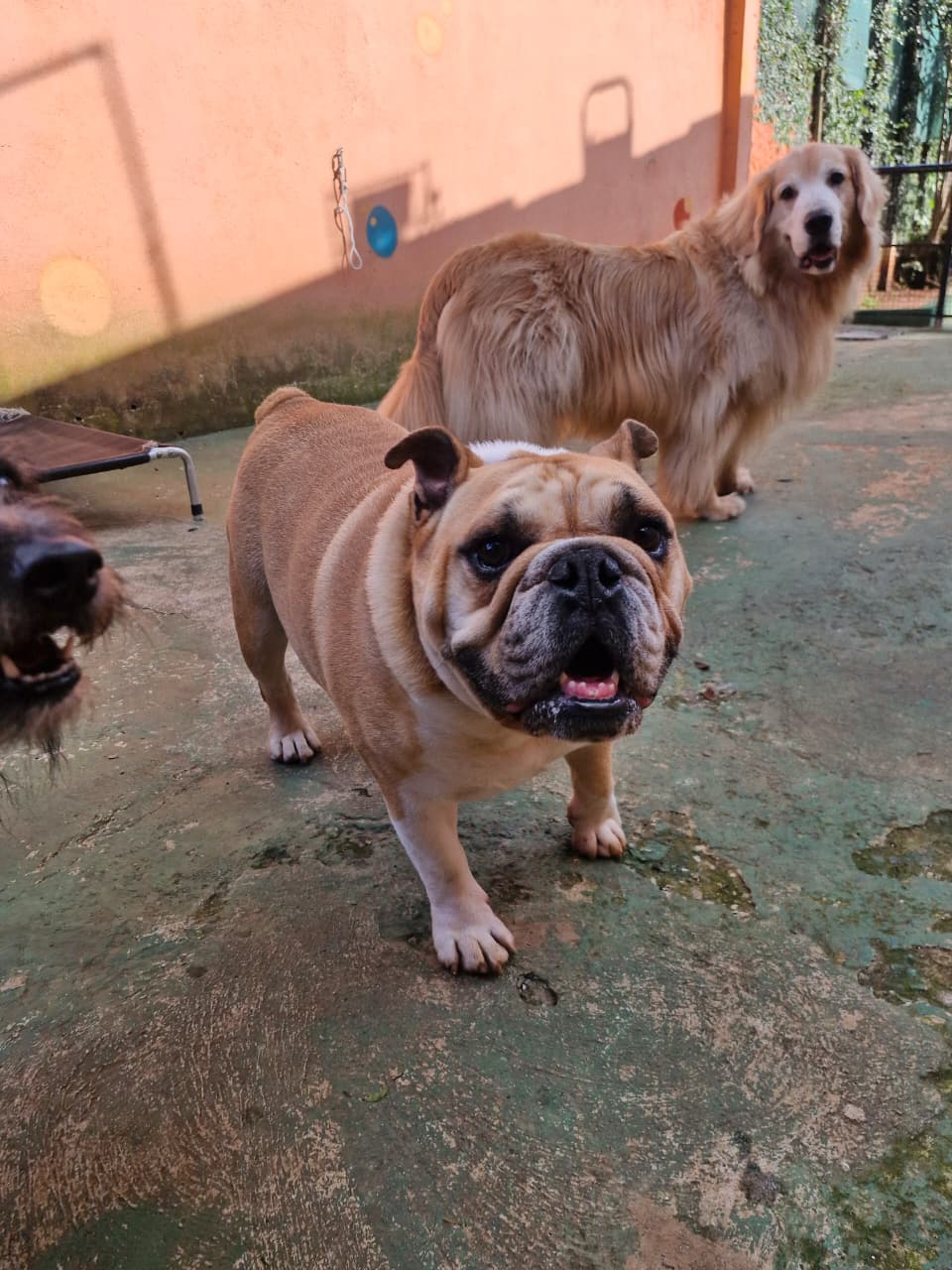 Foto do dia 16/10/2026 15:55  na clínica Animal House