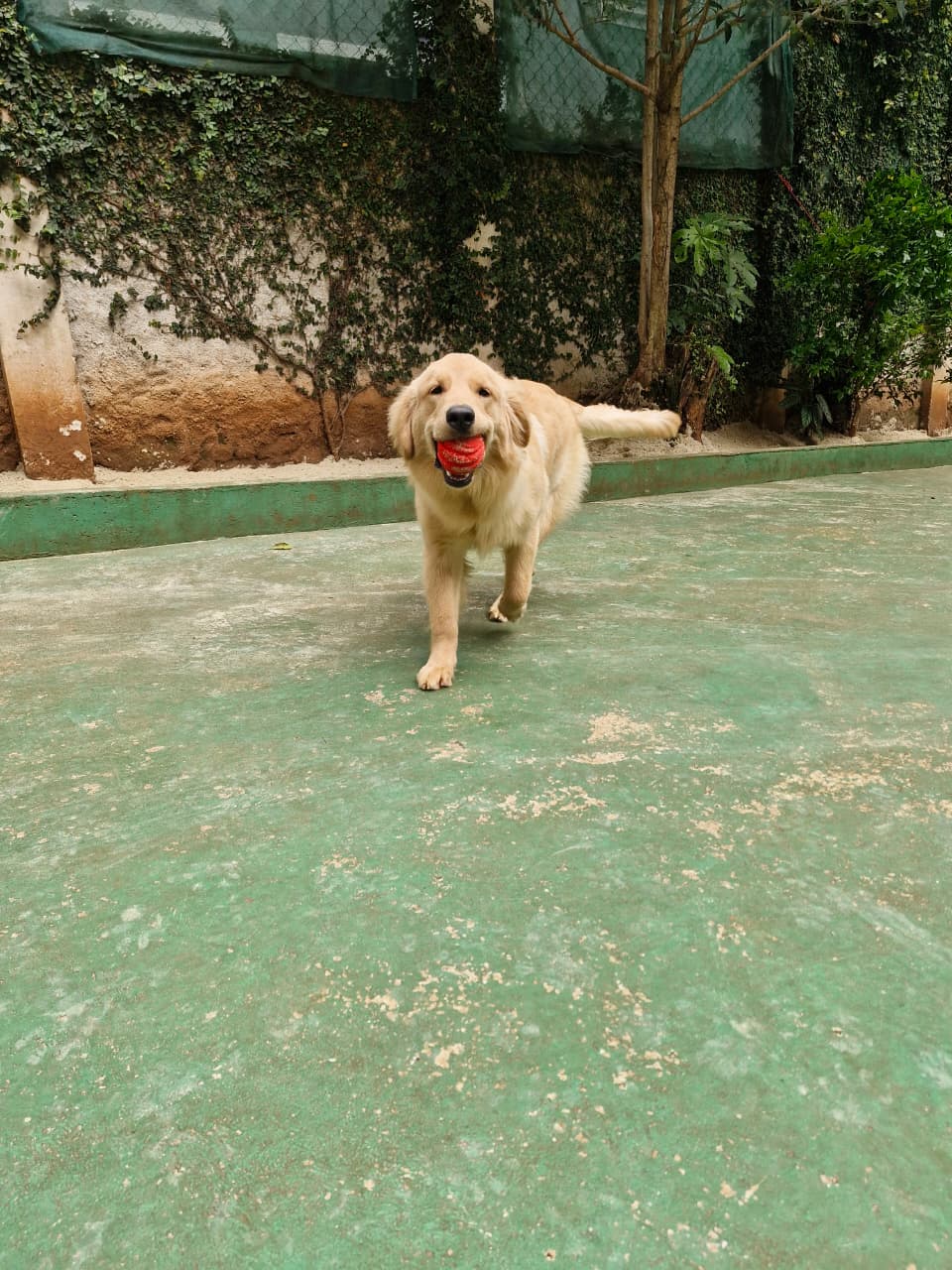 Foto do dia 19/10/2026 15:26  na clínica Animal House