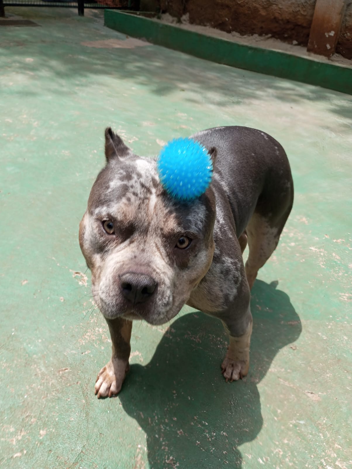 Foto do Freud