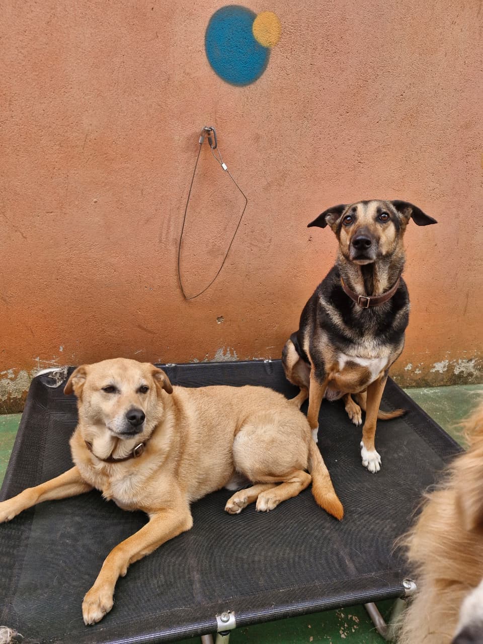 Pet na Animal House, em Santo André, no dia 20/10/2026