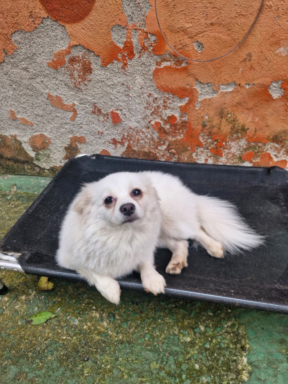 Foto do dia 20/10/2026 16:31  na clínica Animal House