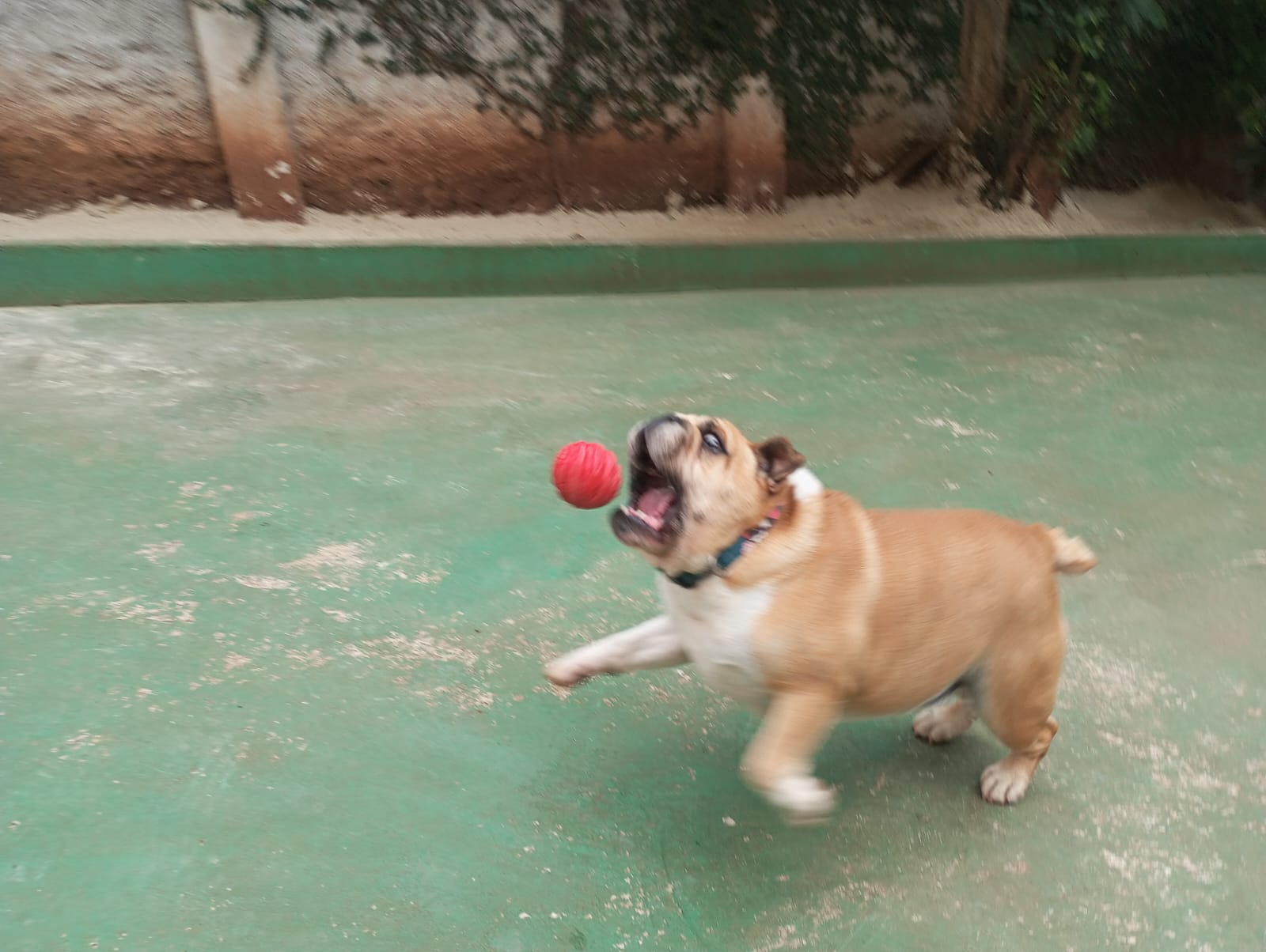 Pet na Animal House, em Santo André, no dia 21/10/2026