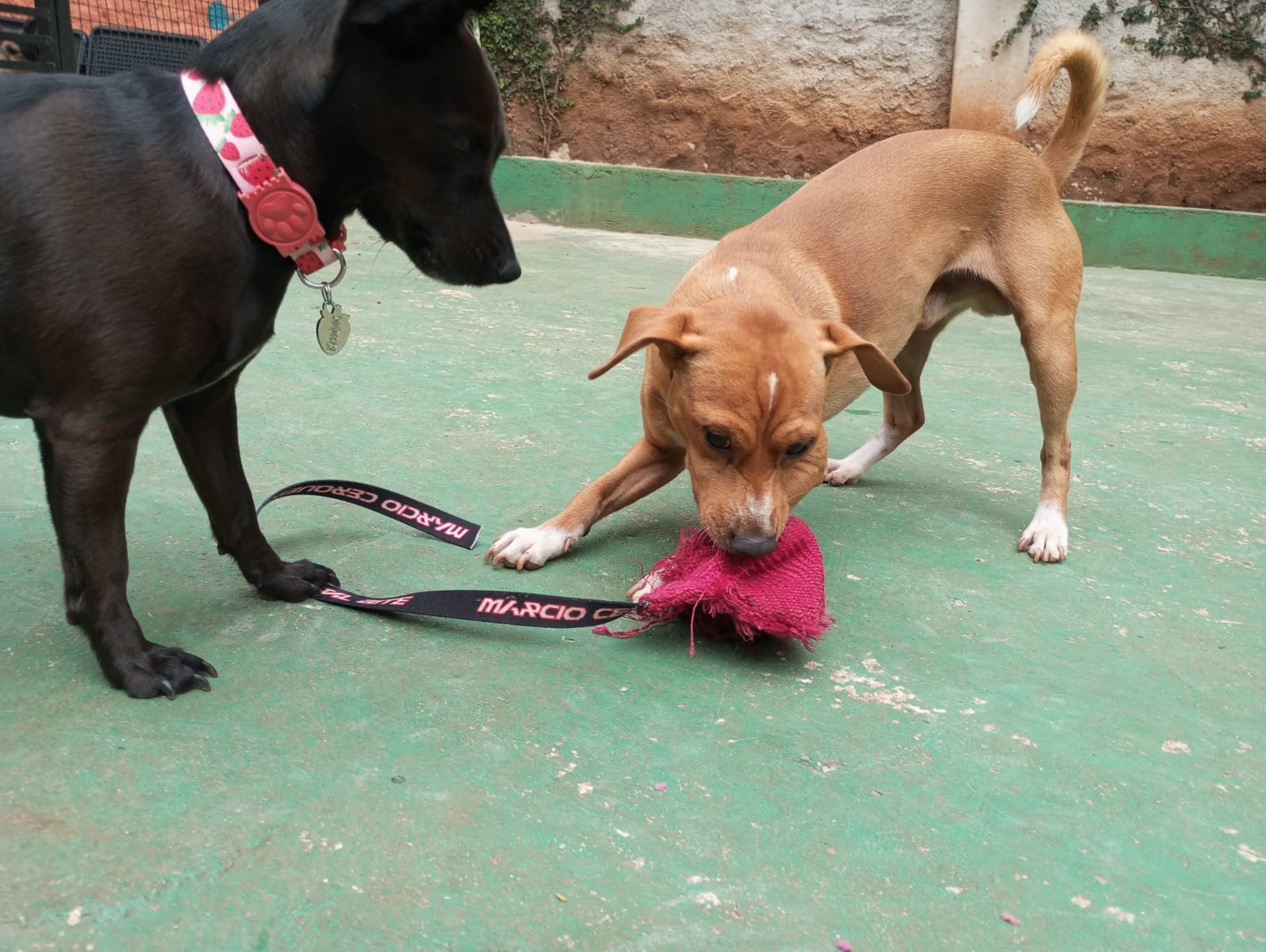 Pet na Animal House, em Santo André, no dia 21/10/2026