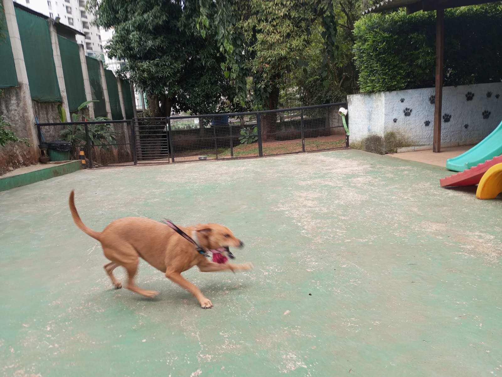Pet na Animal House, em Santo André, no dia 21/10/2026