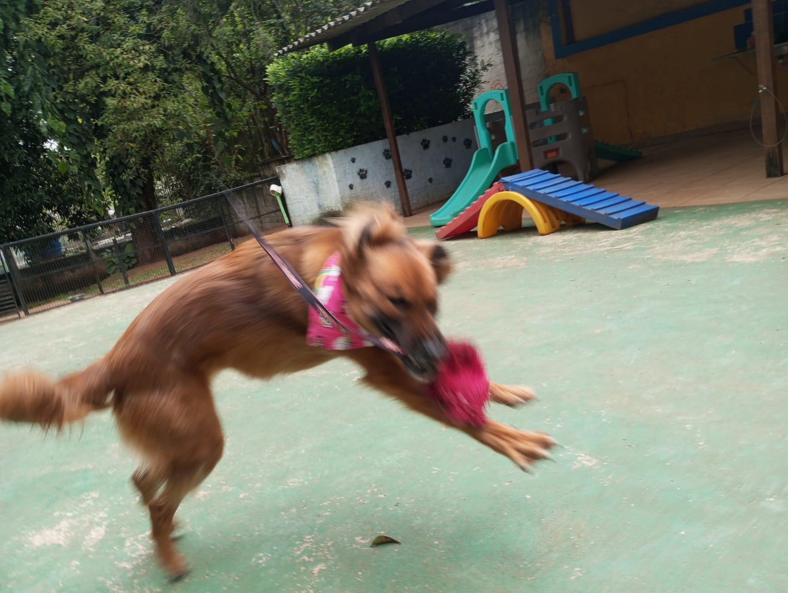 Pet na Animal House, em Santo André, no dia 21/10/2026