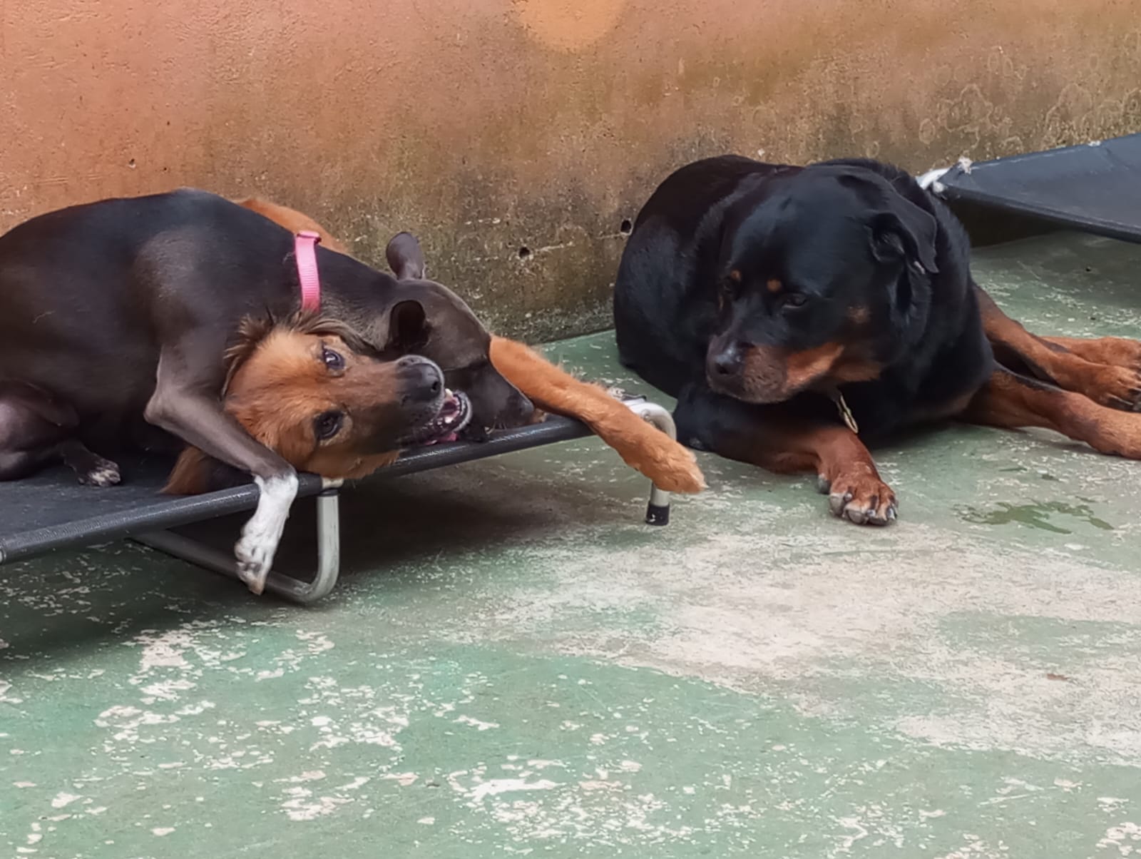 Pet na Animal House, em Santo André, no dia 21/10/2026