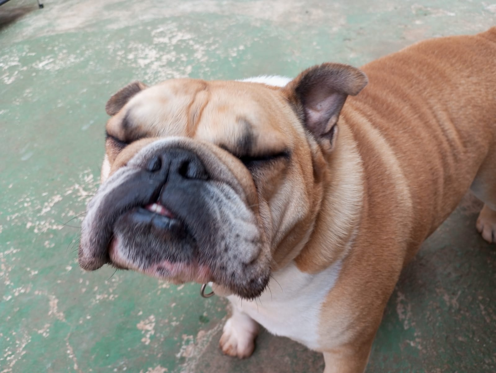 Pet na creche e clínica veterinária Animal House, em Santo André