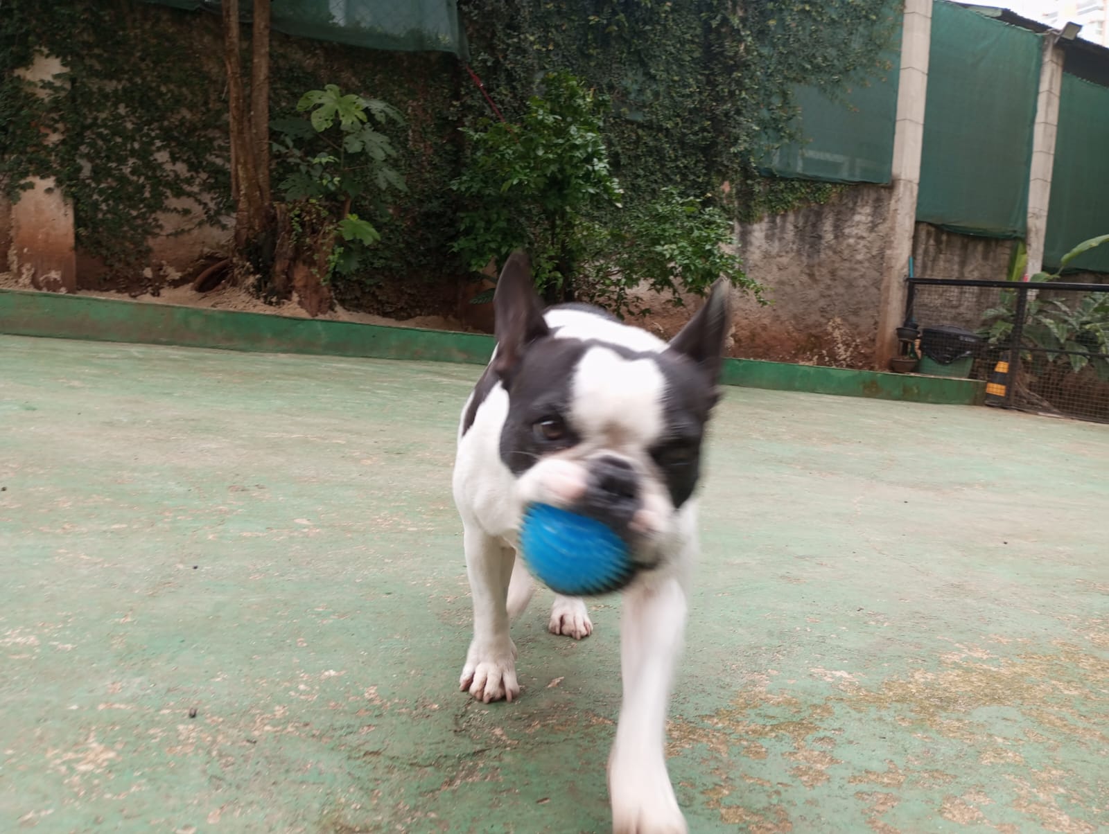 Pet na Animal House, em Santo André, no dia 23/10/2026