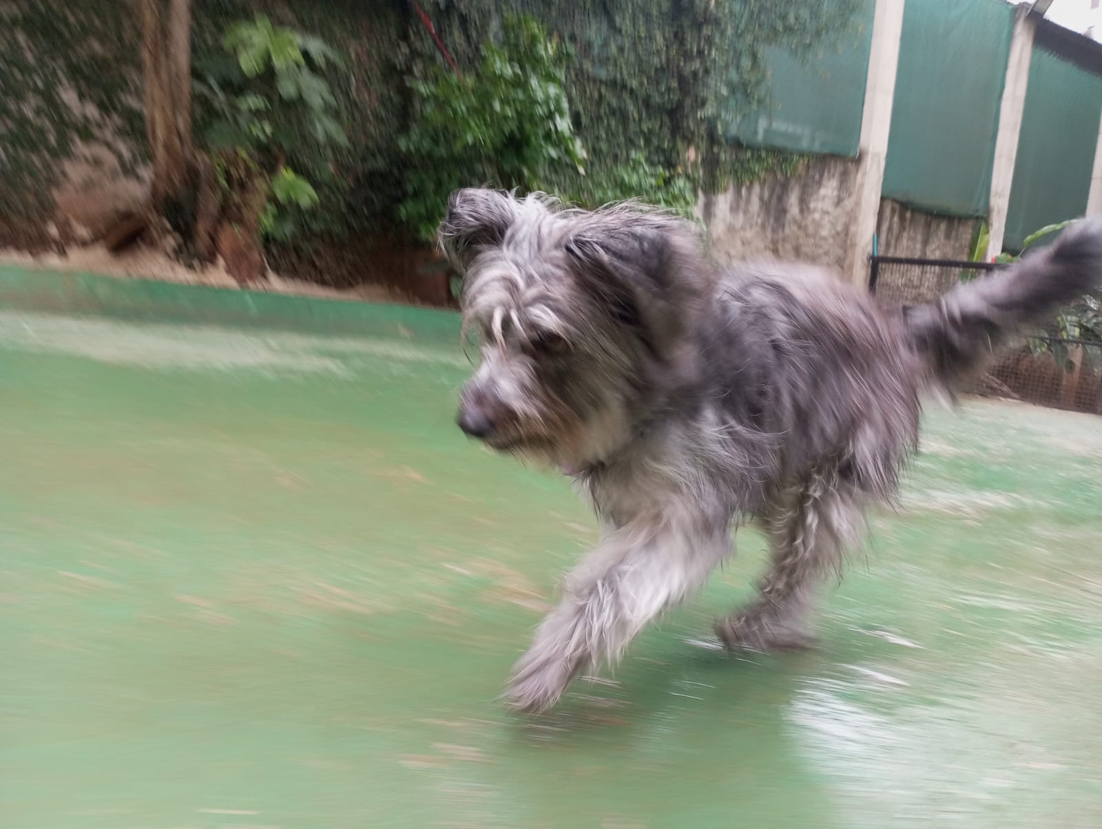 Pet na creche e clínica veterinária Animal House, em Santo André