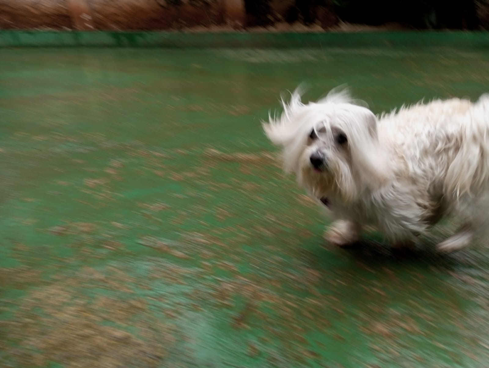 Pet na creche e clínica veterinária Animal House, em Santo André