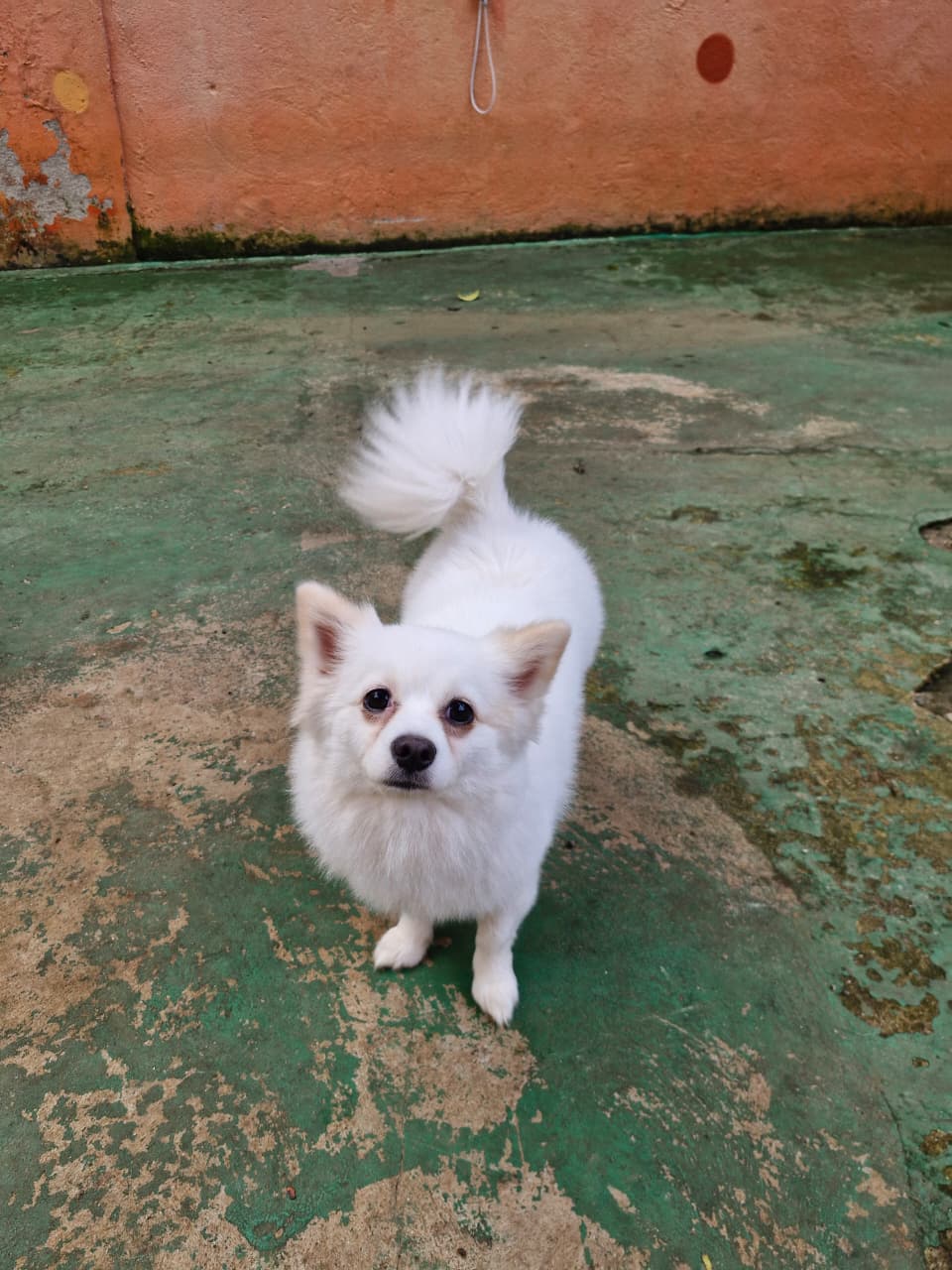 Pet na Animal House, em Santo André, no dia 26/10/2026
