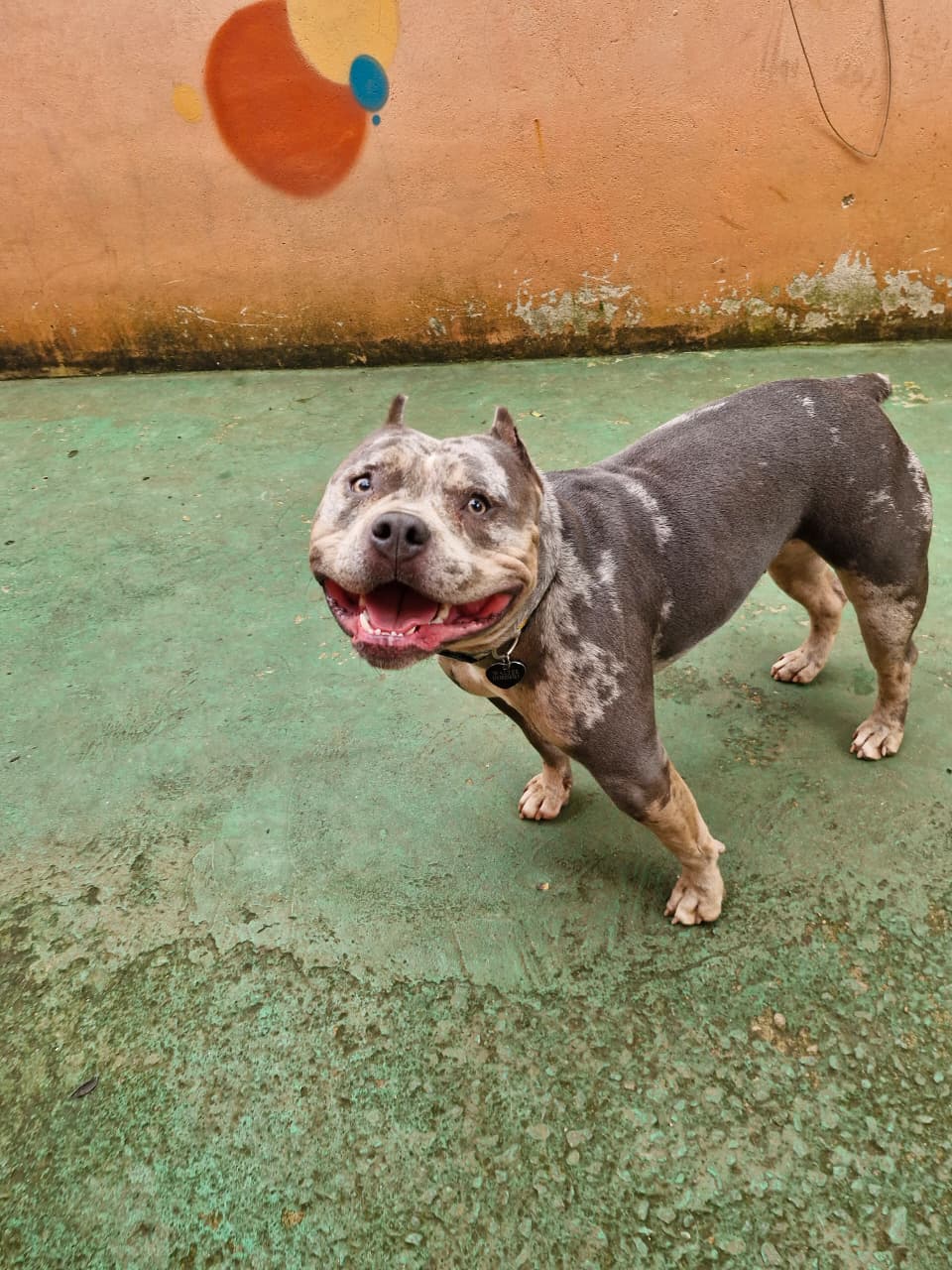 Pet na creche e clínica veterinária Animal House, em Santo André