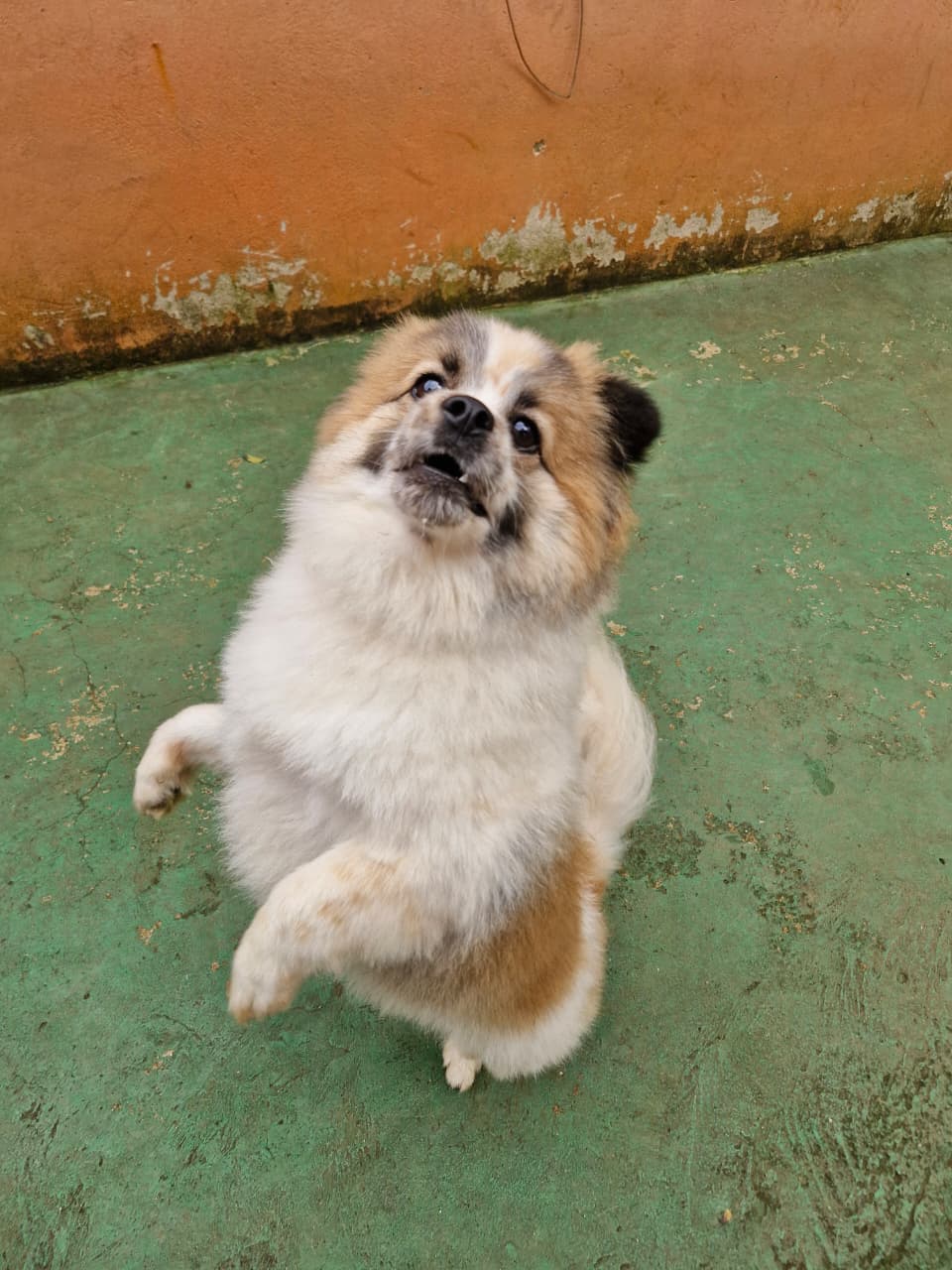 Pet na Animal House, em Santo André, no dia 26/10/2026