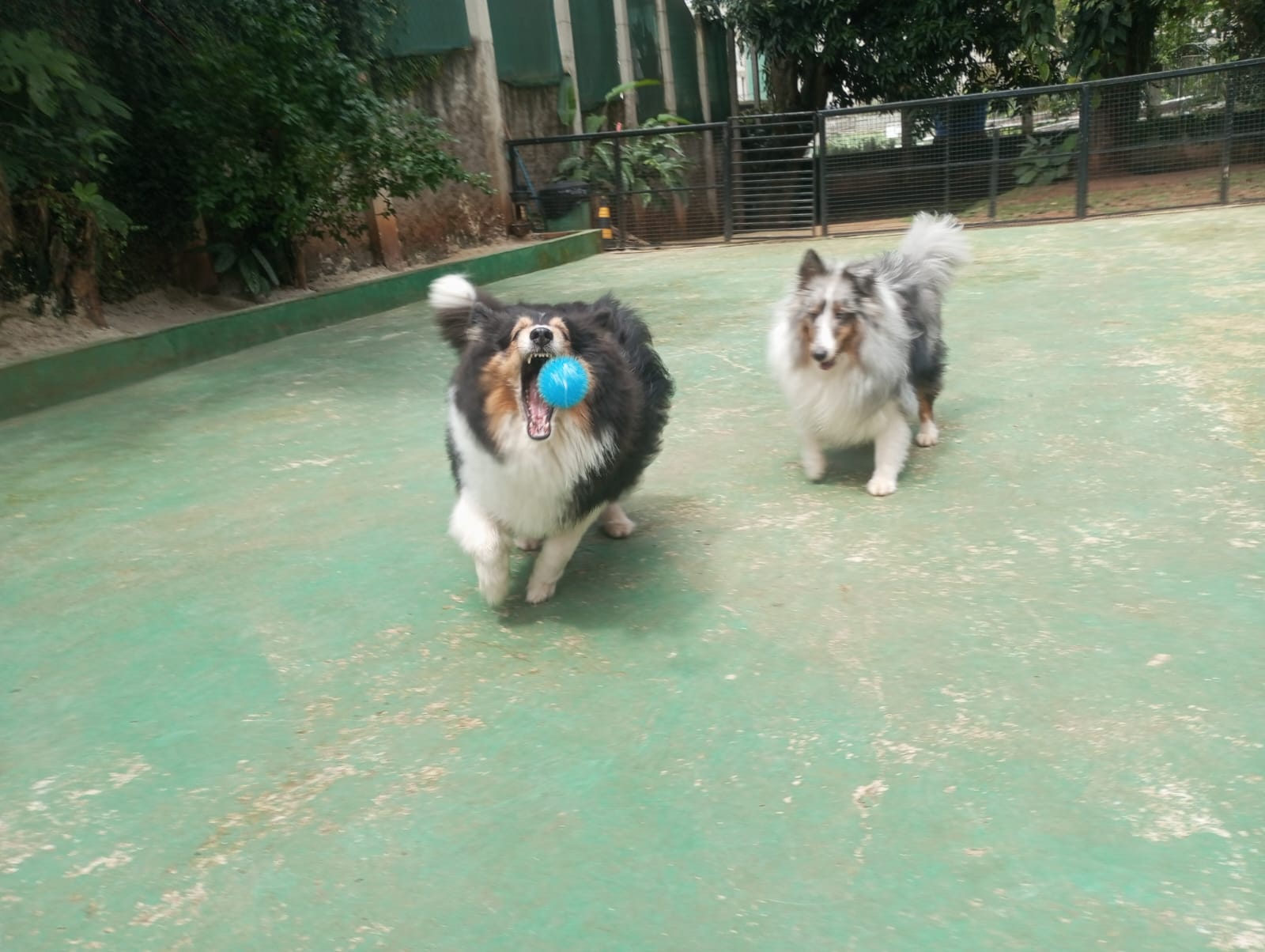 Pet na Animal House, em Santo André, no dia 27/10/2026