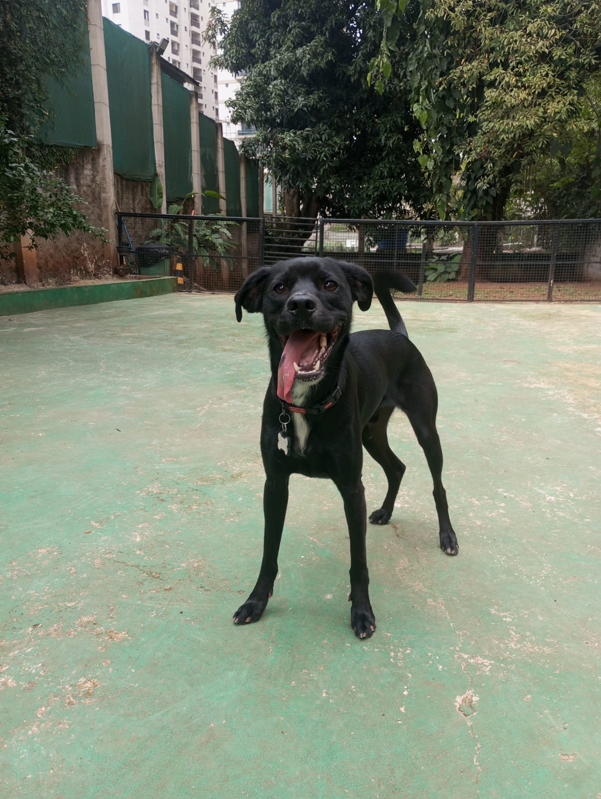 Pet na creche e clínica veterinária Animal House, em Santo André