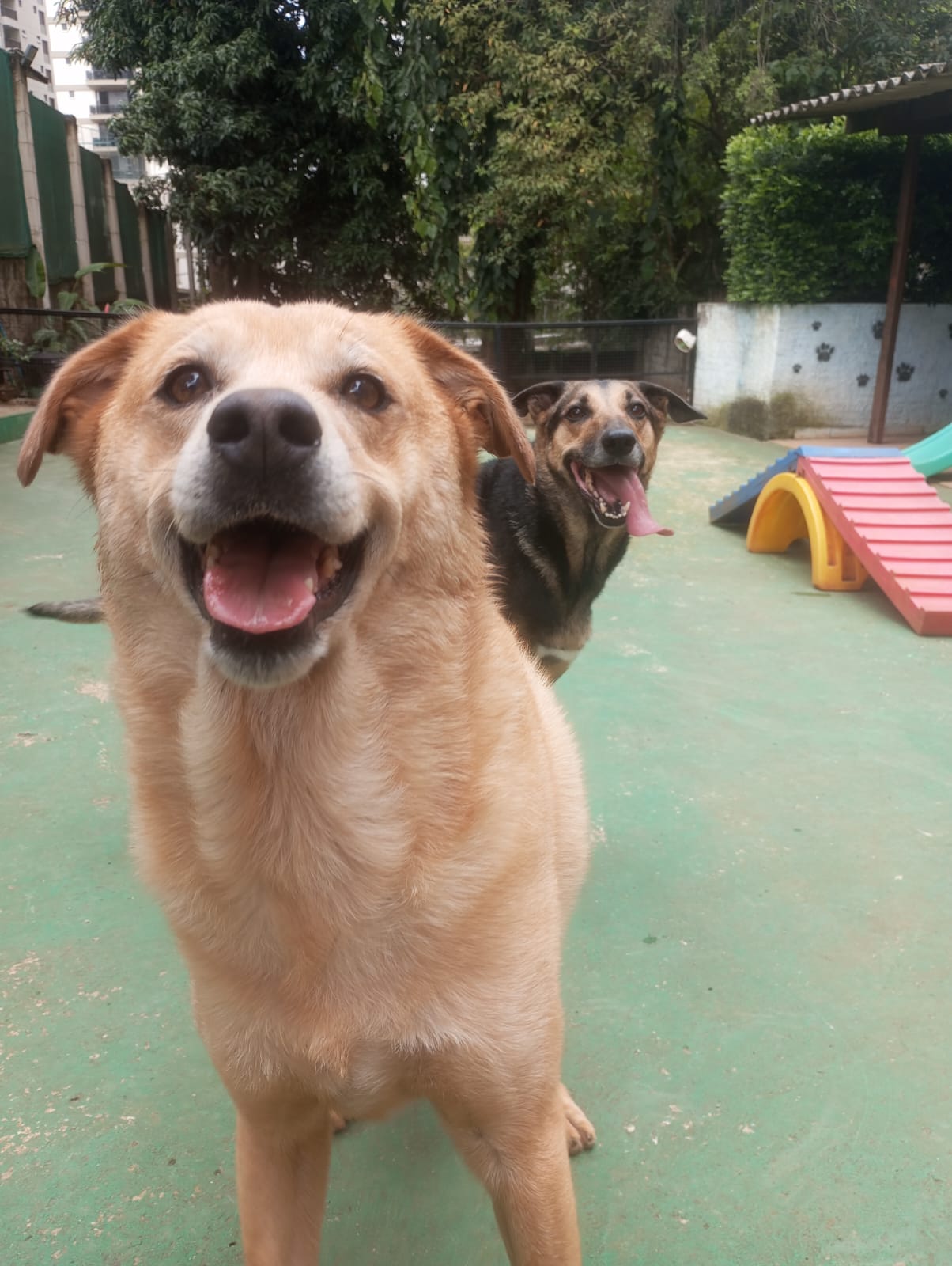 Pet na Animal House, em Santo André, no dia 27/10/2026