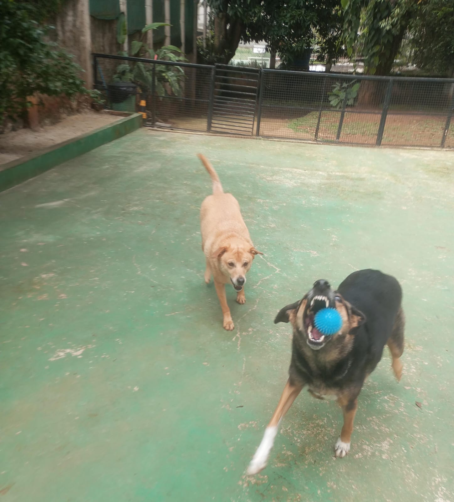 Pet na Animal House, em Santo André, no dia 27/10/2026