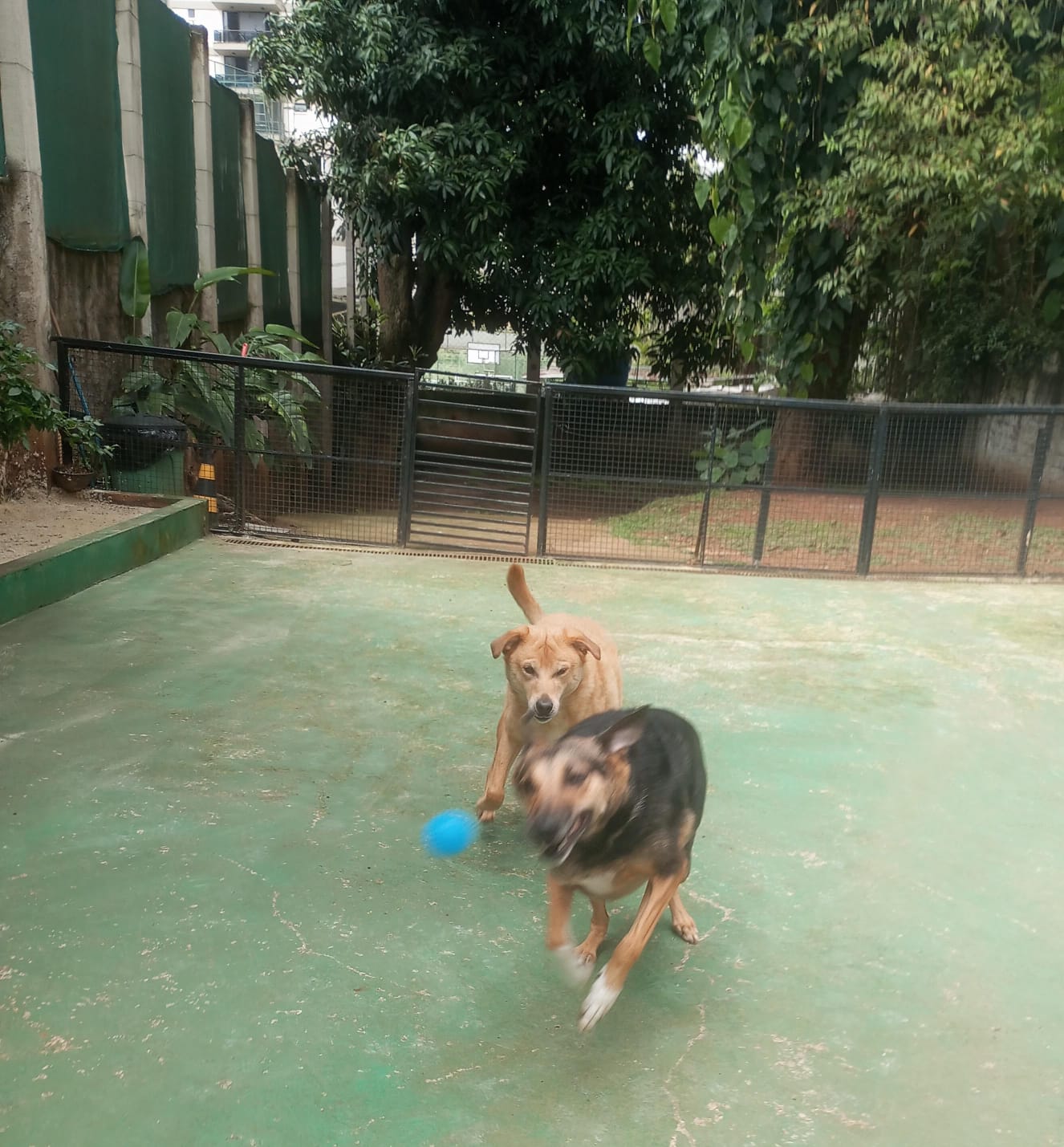 Pet na Animal House, em Santo André, no dia 27/10/2026