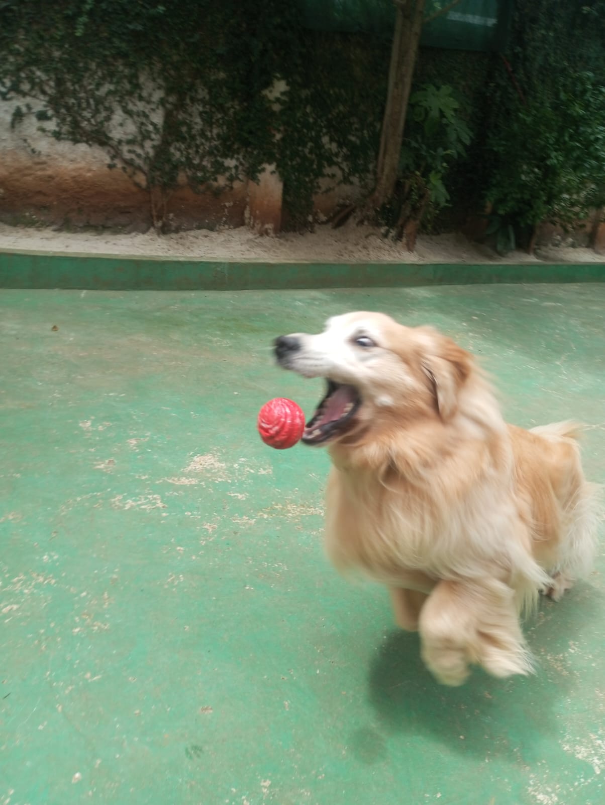 Pet na creche e clínica veterinária Animal House, em Santo André