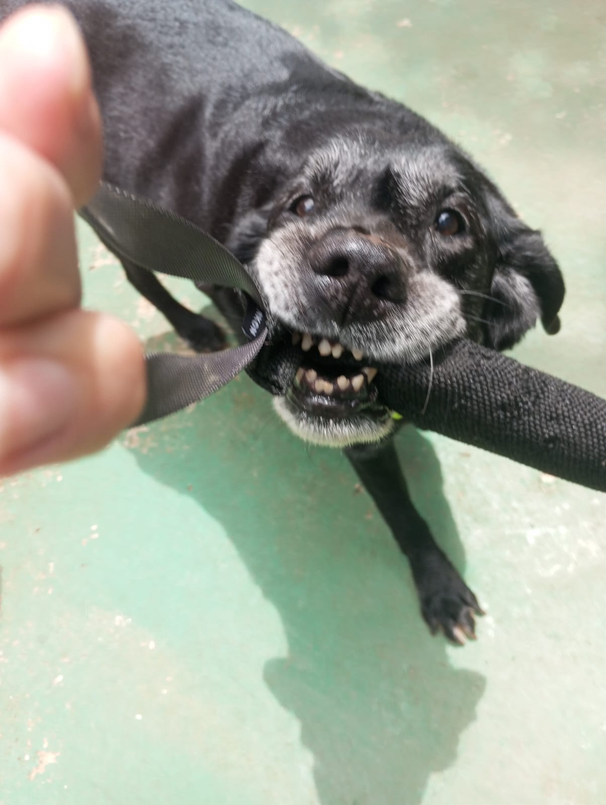 Pet na Animal House, em Santo André, no dia 27/10/2026