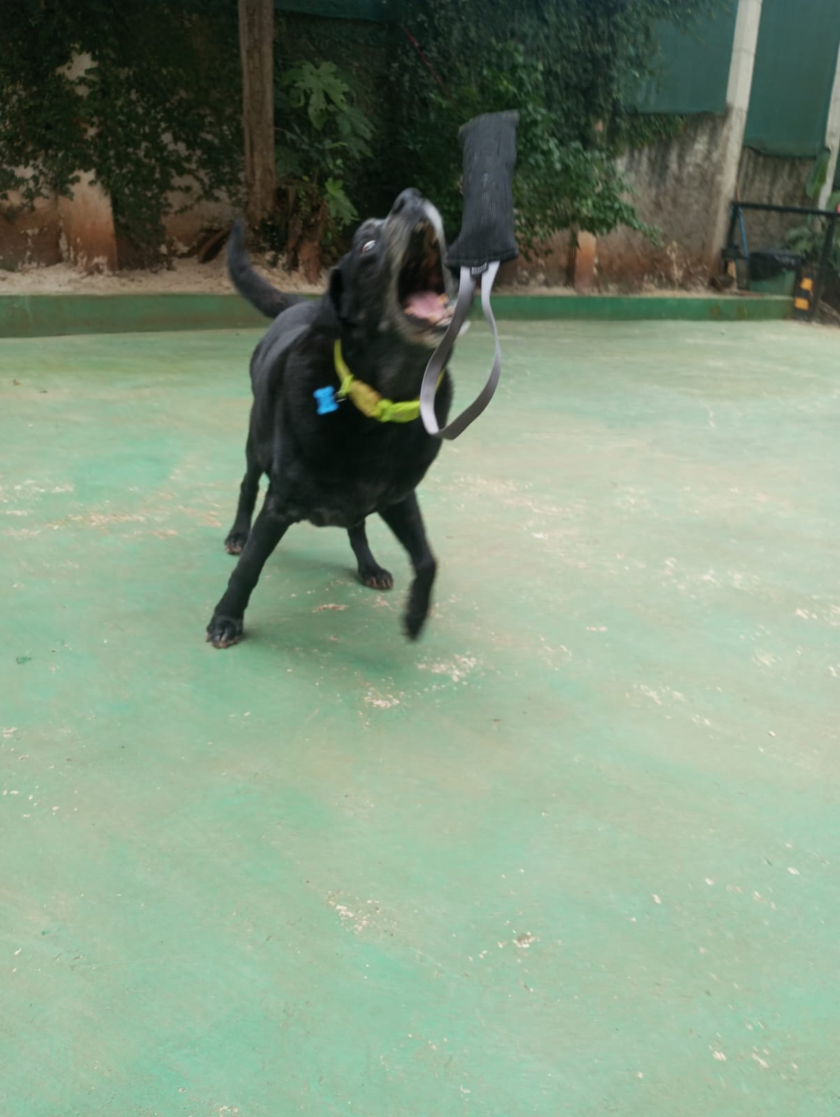 Pet na Animal House, em Santo André, no dia 27/10/2026