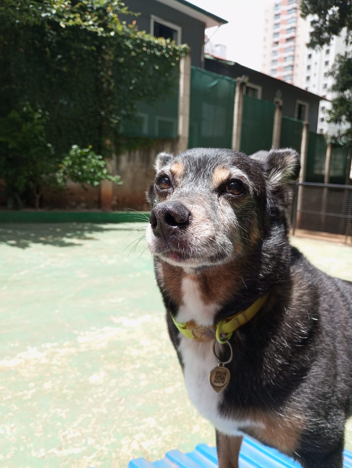 Pet na Animal House, em Santo André, no dia 27/10/2026