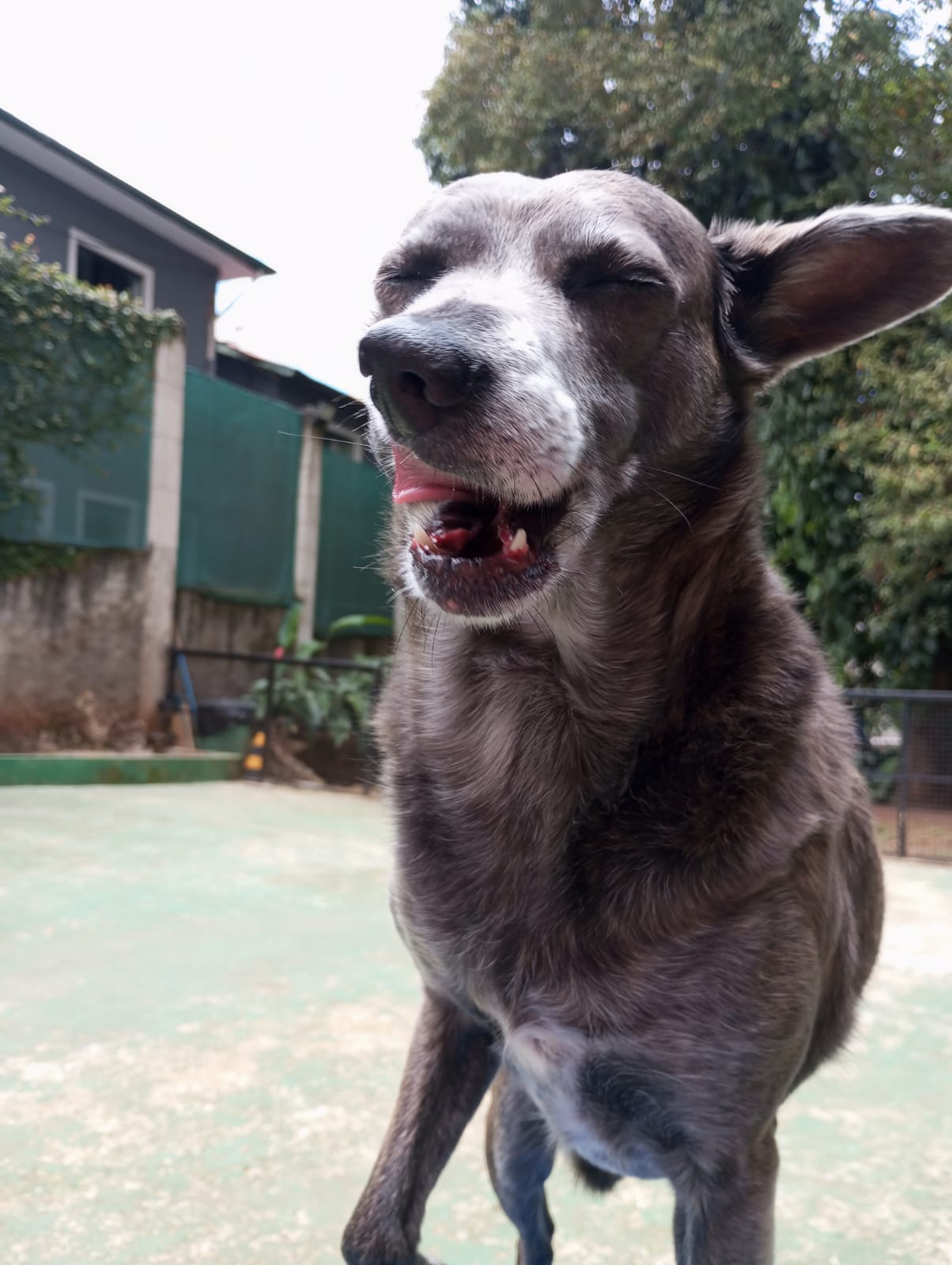 Pet na Animal House, em Santo André, no dia 27/10/2026