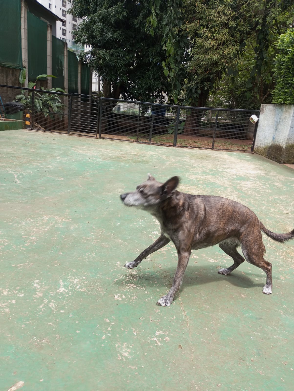 Pet na creche e clínica veterinária Animal House, em Santo André