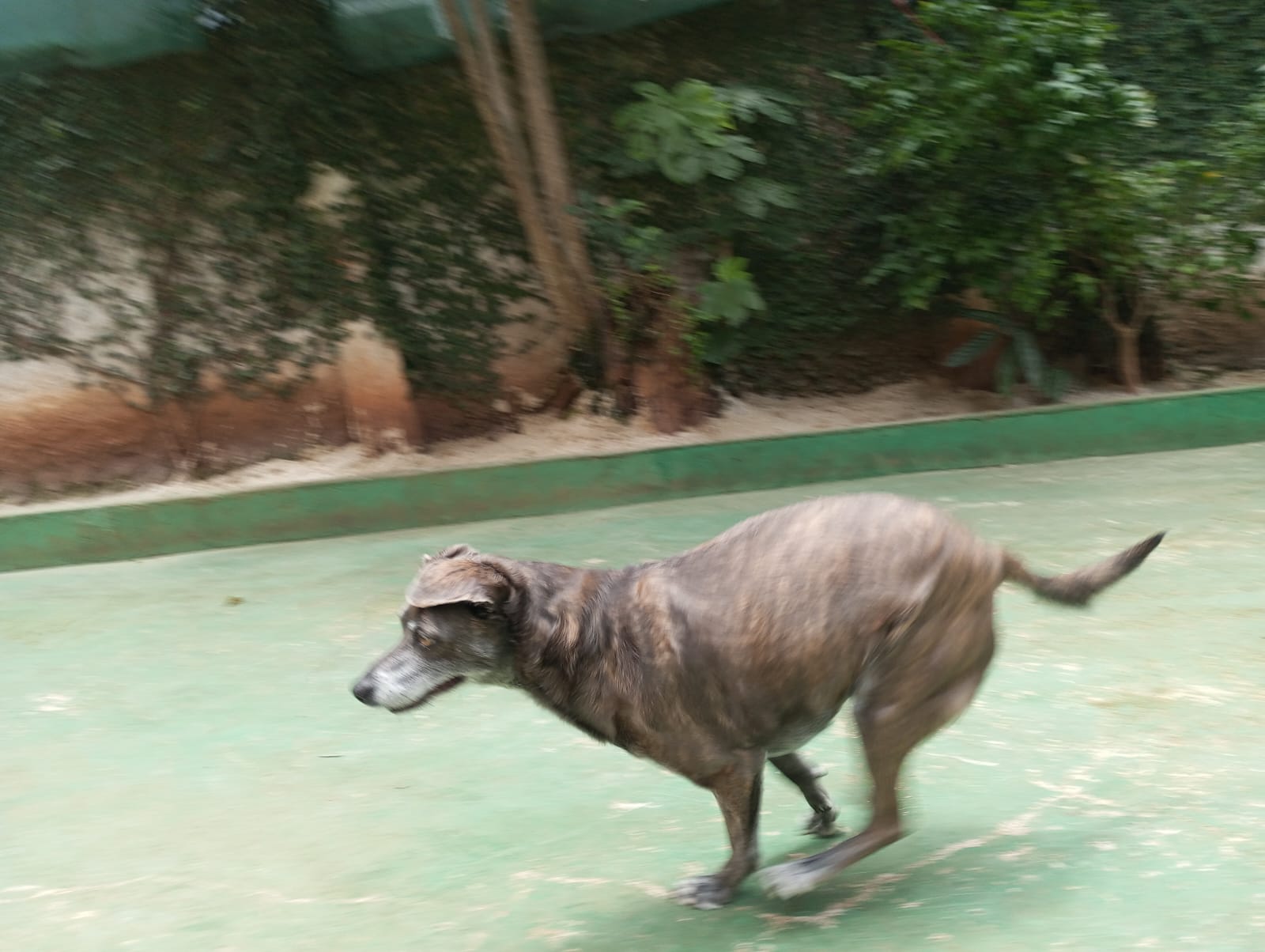 Pet na Animal House, em Santo André, no dia 27/10/2026